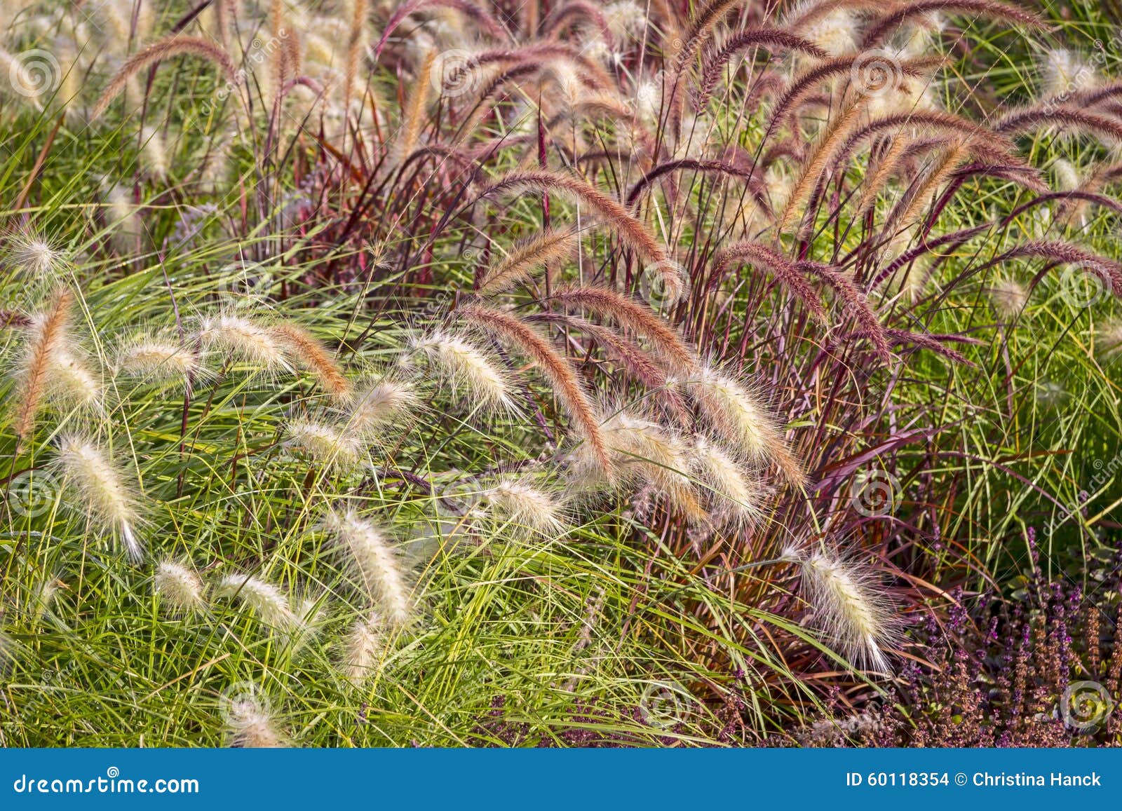 different ornamental grasses