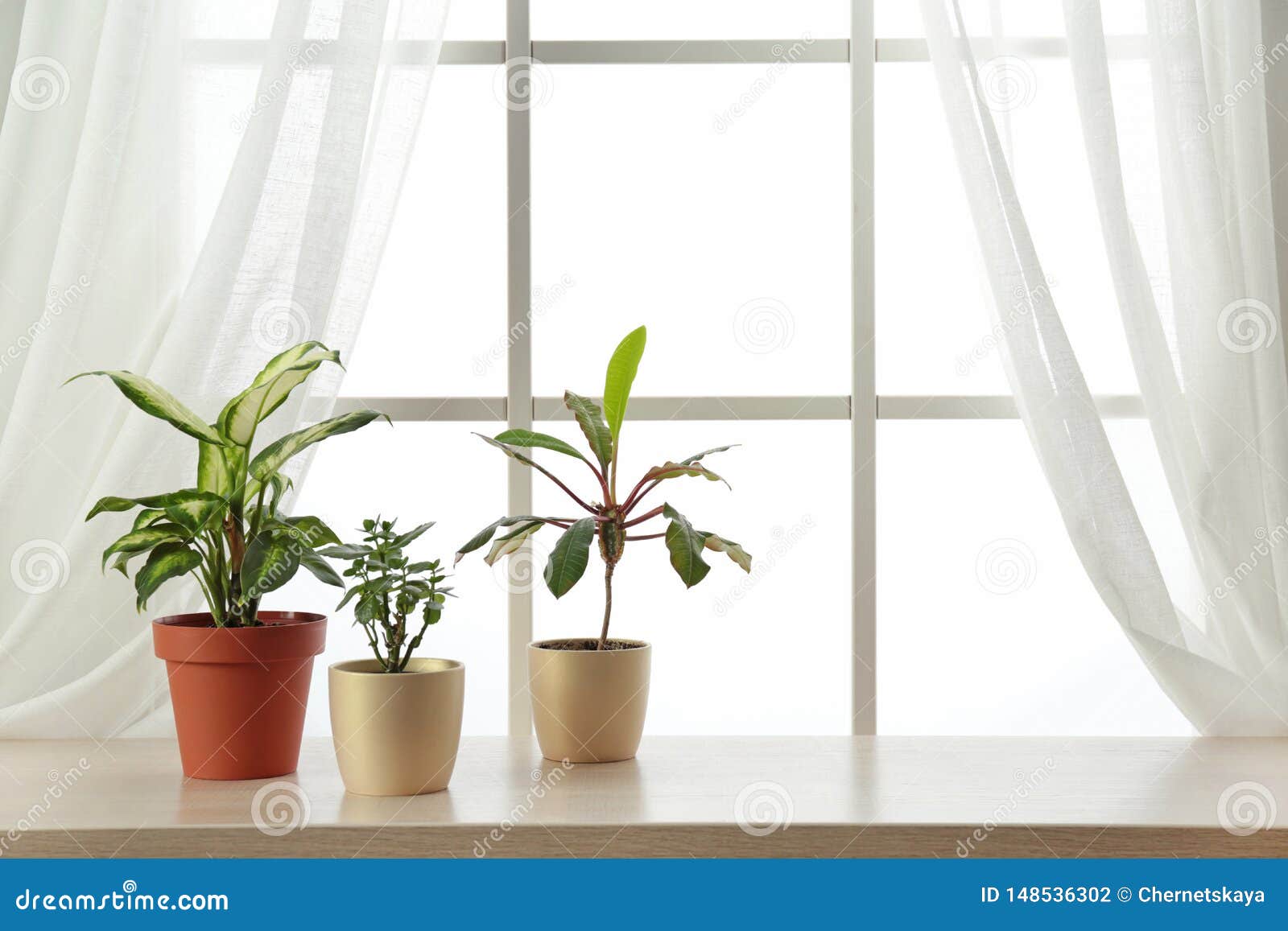 Different Plants in Pots on Window Sill. Home Decor Stock Photo Image
