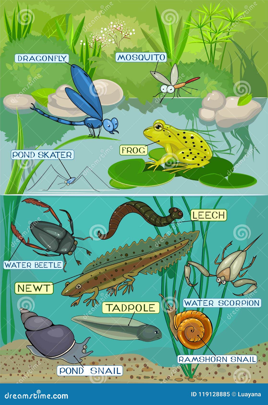 Different Pond Inhabitants with Title Stock Vector - Illustration of ...