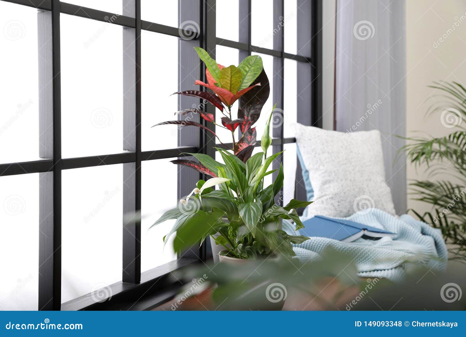 Different Potted Plants, Blanket, Book and Pillow on Window Sill Stock