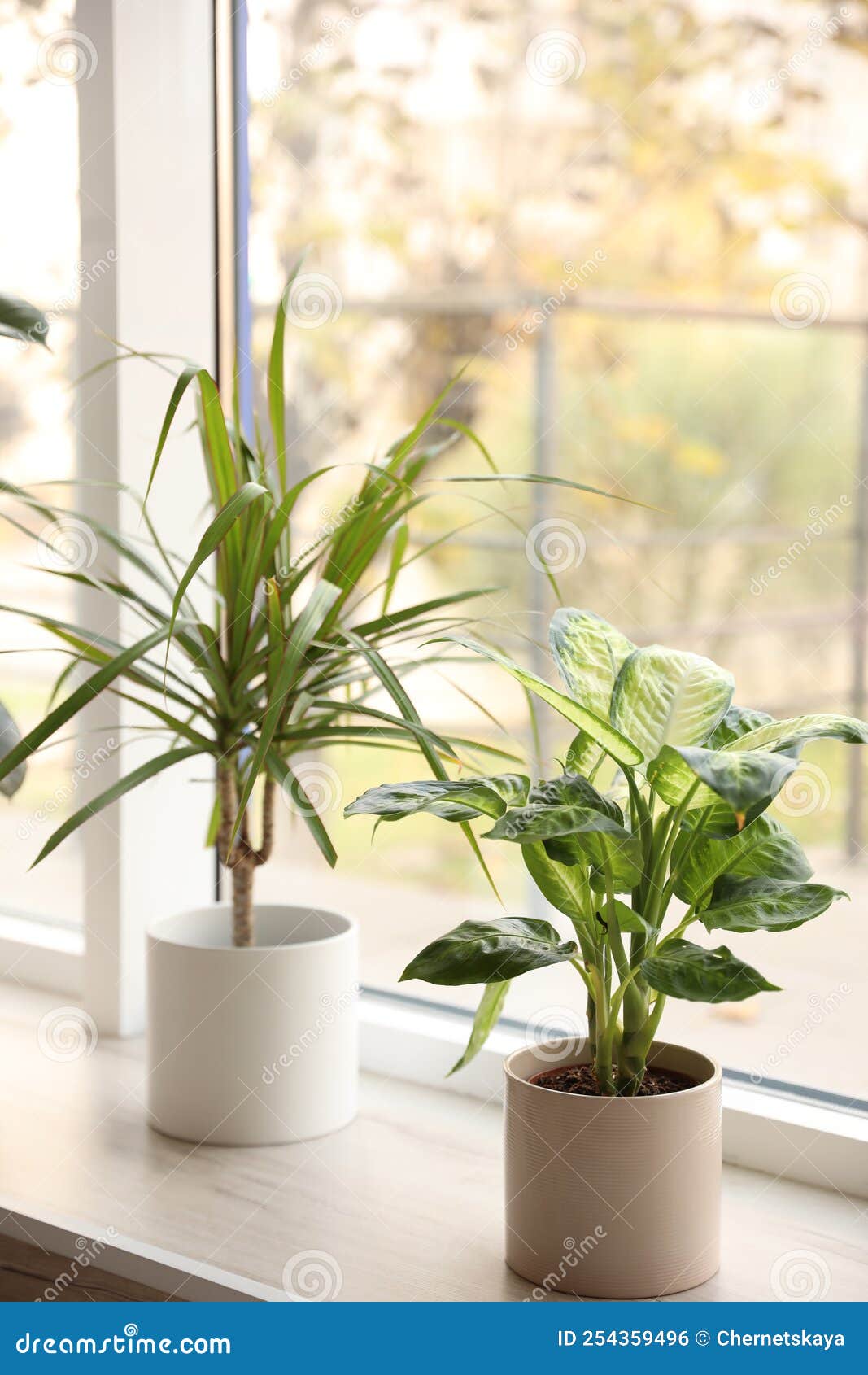 Different Potted Plants Near Window at Home Stock Photo Image of