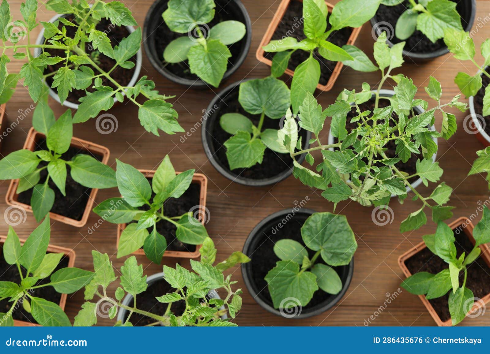 Different Seedlings Growing in Plastic Containers with Soil on Wooden