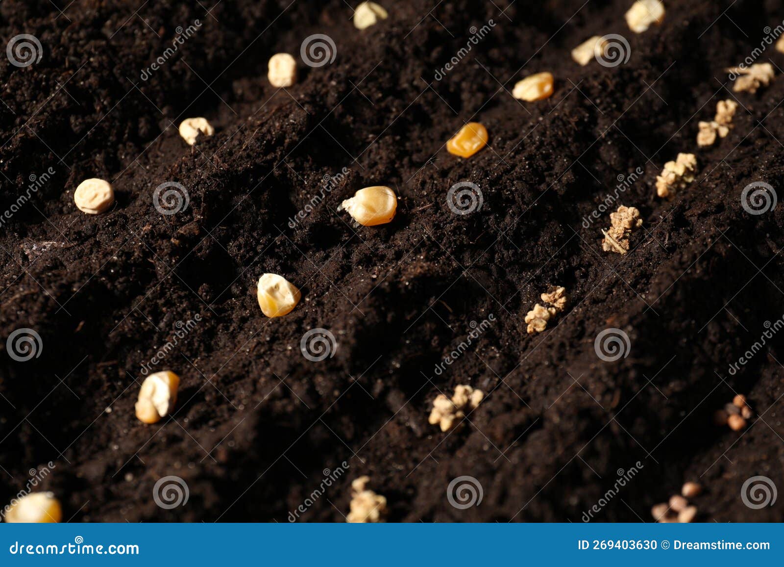Different Seeds on Fertile Soil. Vegetables Growing Stock Photo Image