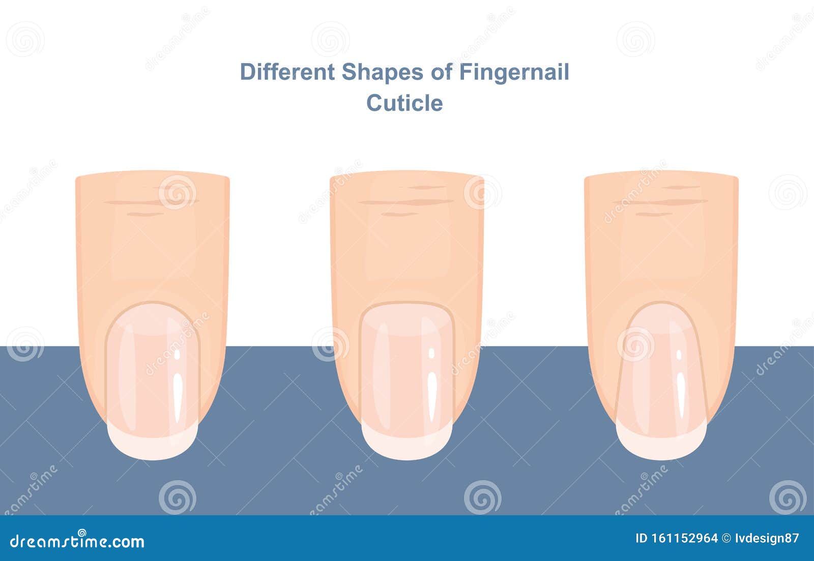 different s of fingernail cuticles. manicure guide. 