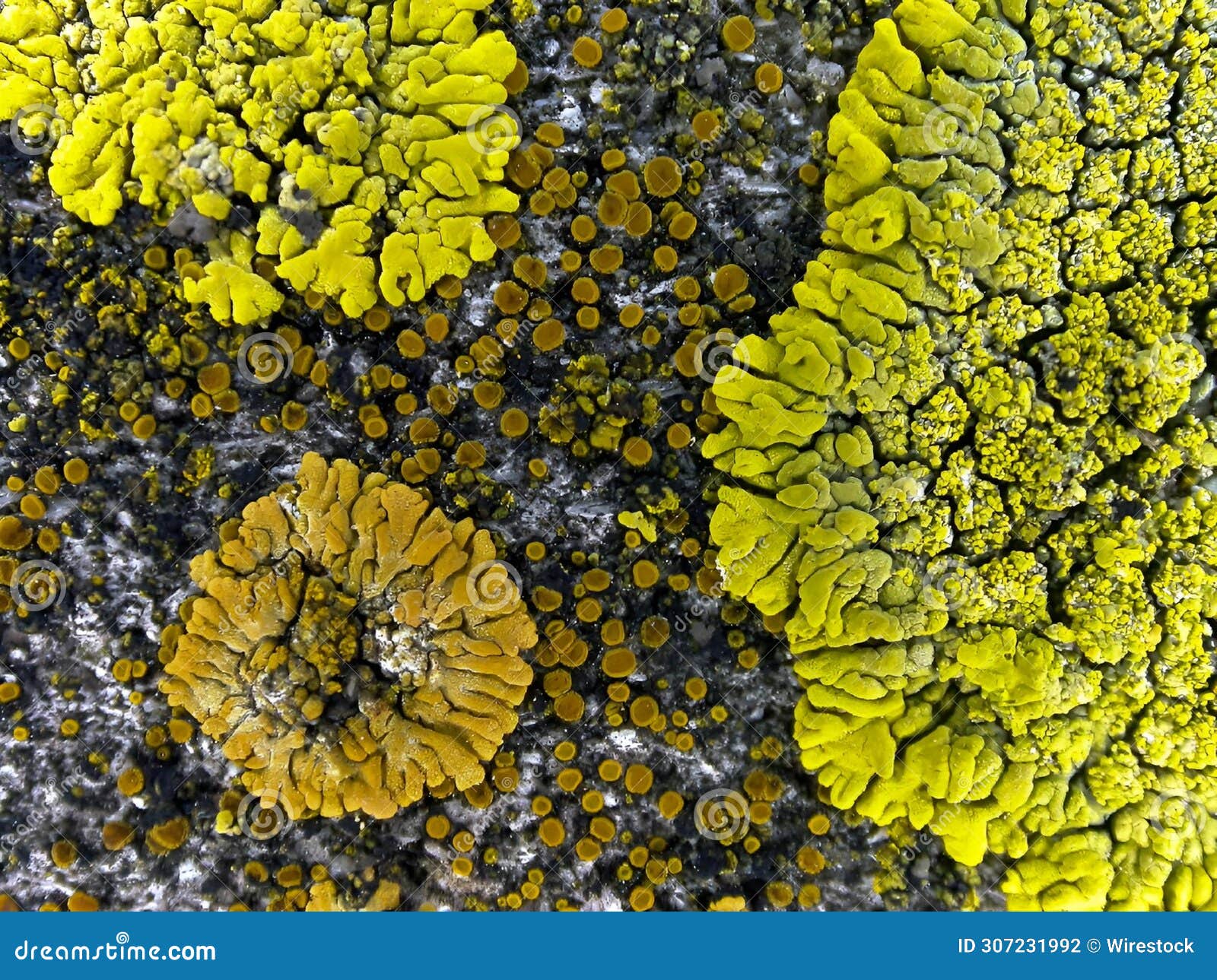 different sized yellow mosses on an old rock with little holes in it