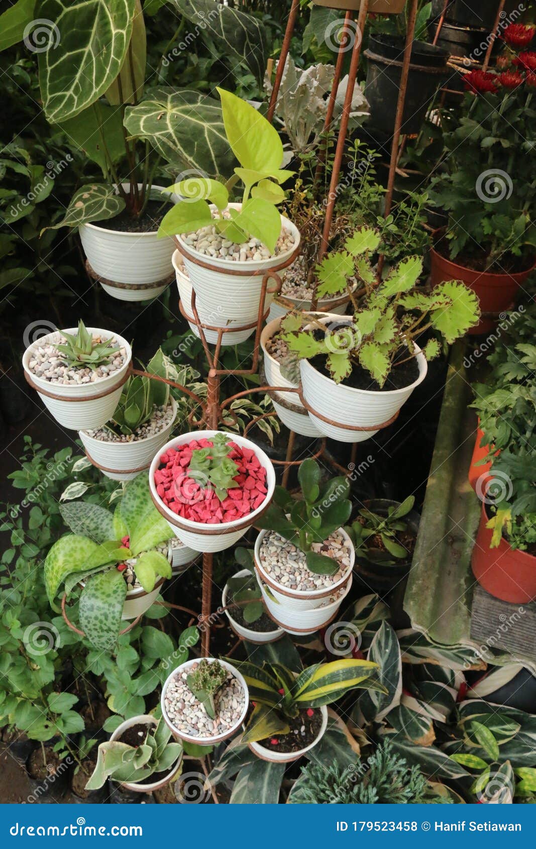 Different Small Plant in White Pot with Small Different Colored Stones