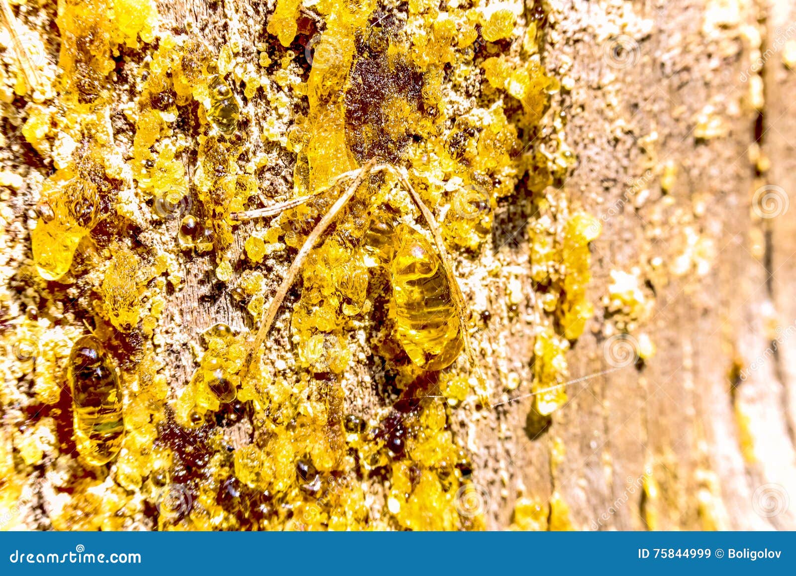 Different Solidified Droplets of Sunny Pine Tar on the Surface of Wood Stock Image Image of