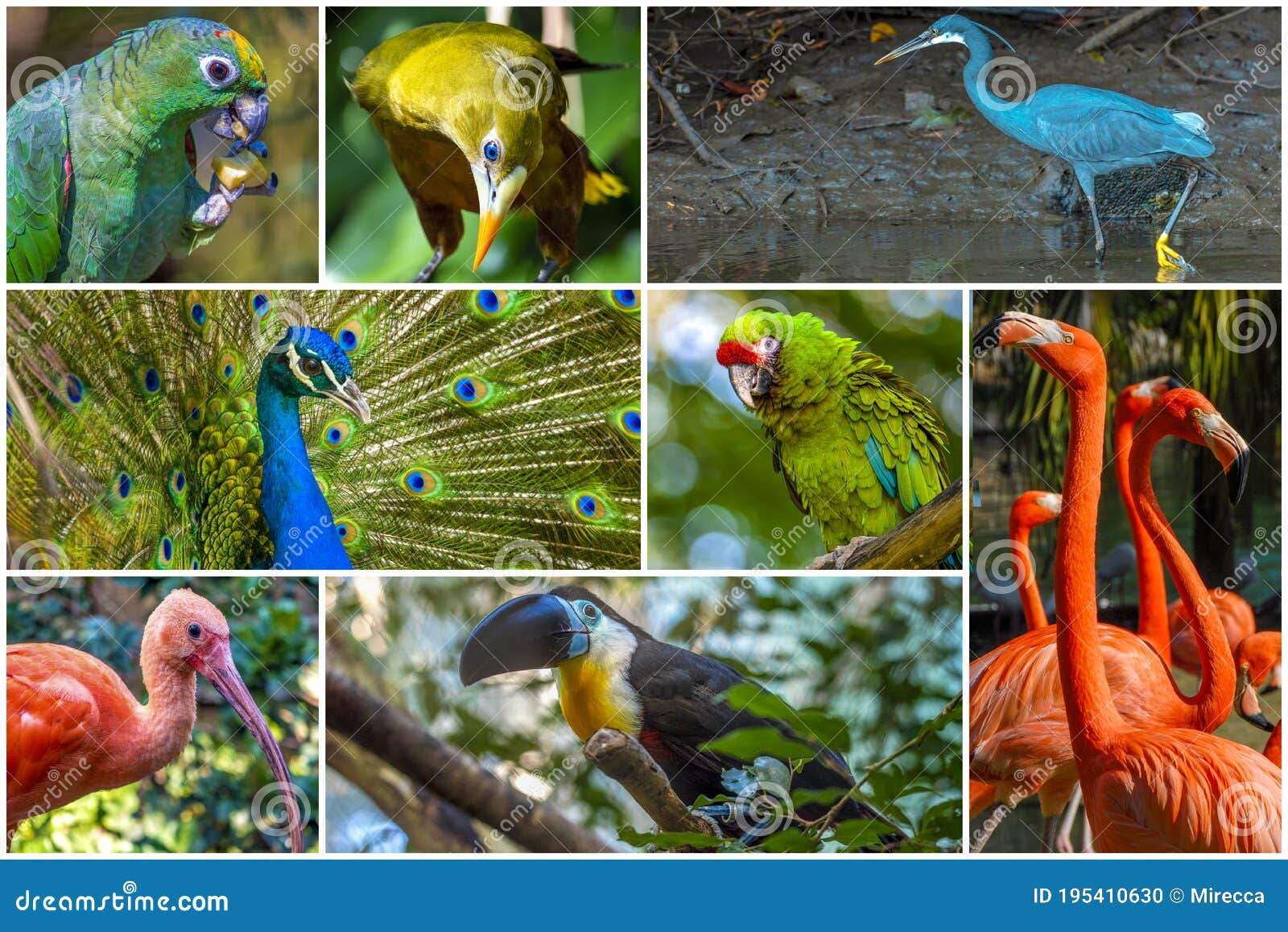 Different Species of Birds in Collage Stock Photo - Image of park ...