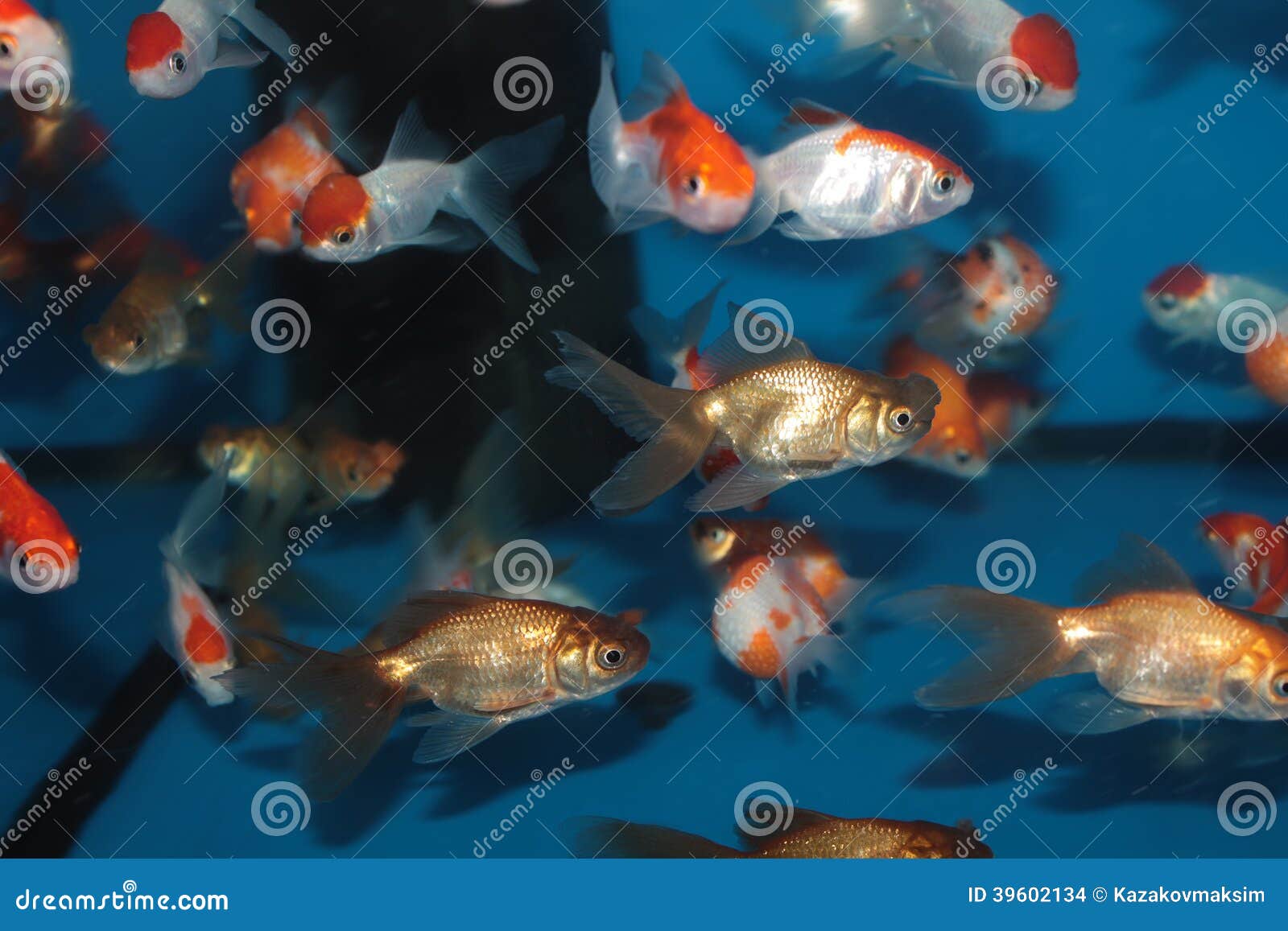 Different Species of Goldfish Stock Photo - Image of pompom