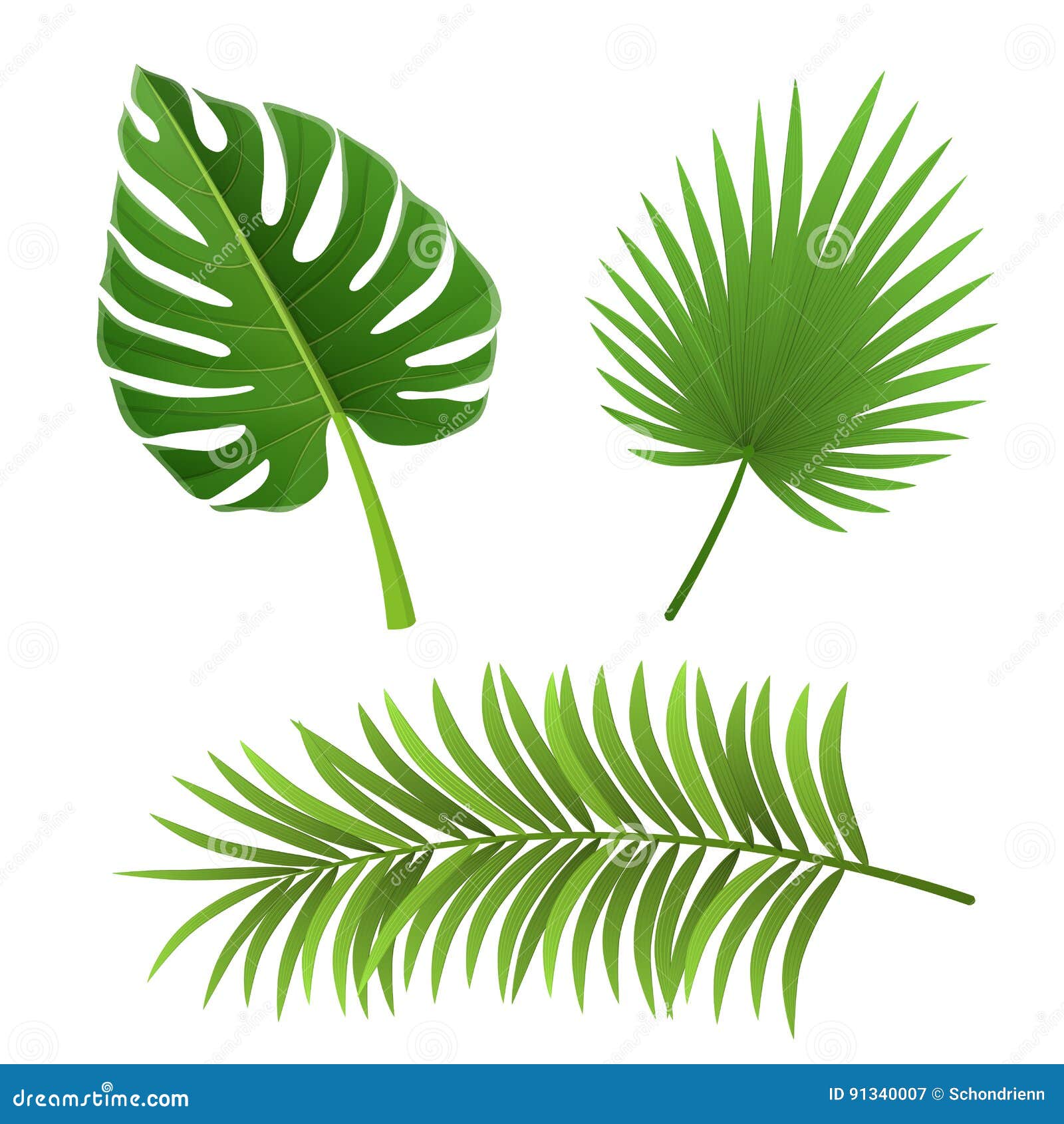 Different Species Of Palm Tree Leaves Isolated On White ...