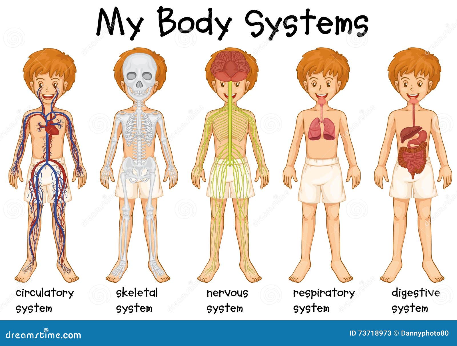 Different System In Human Stock Vector Illustration Of Organs 73718973