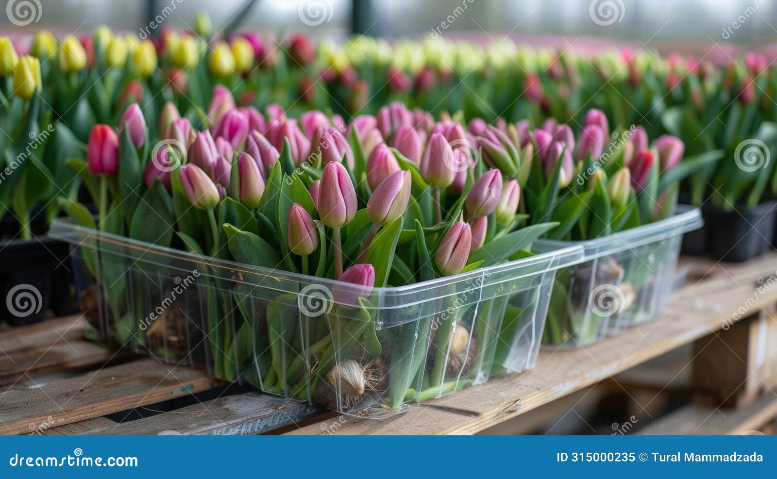 Different Tulip Varieties in a Pot Stock Image - Image of blossom ...