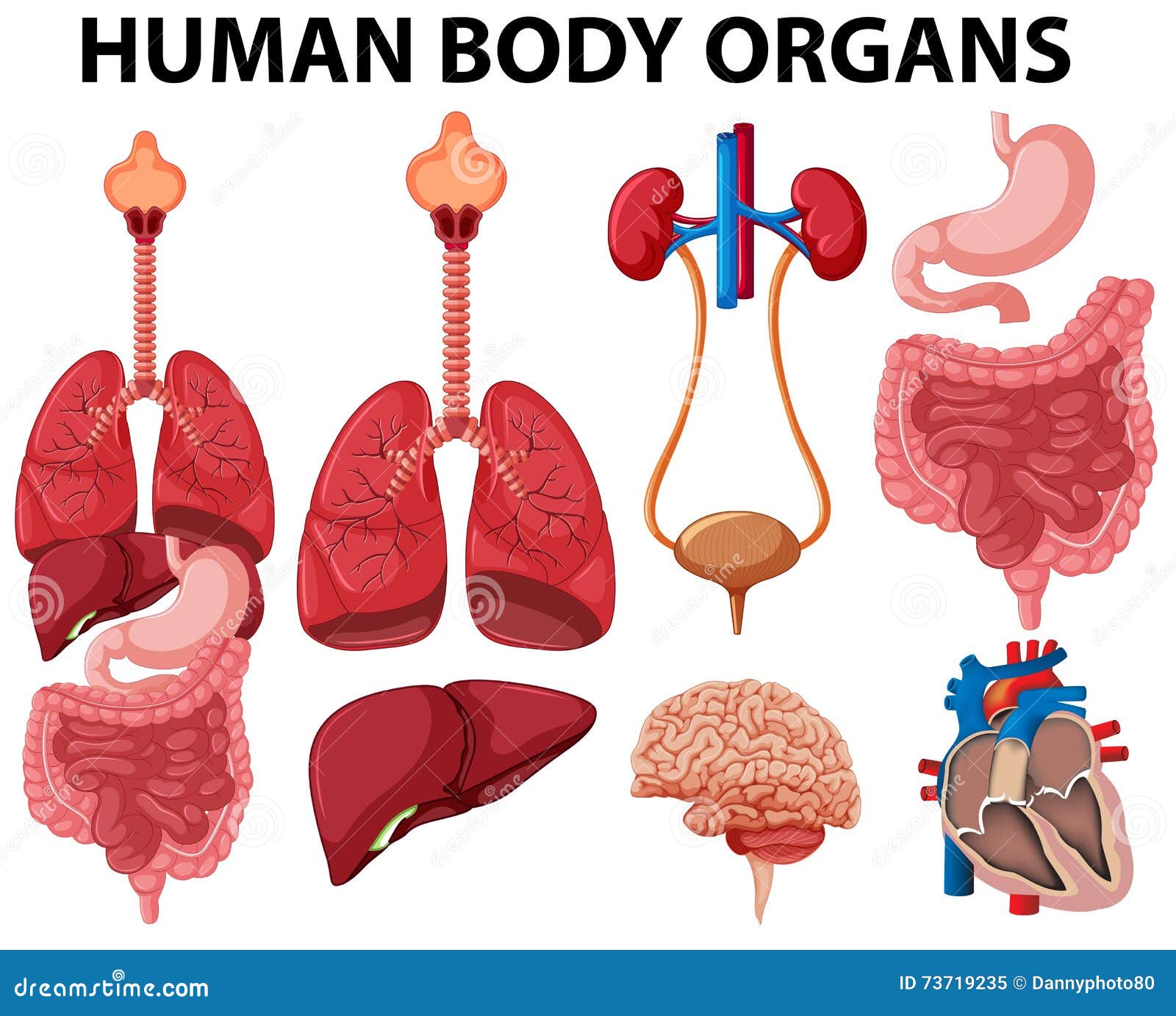 clipart human body organs - photo #47