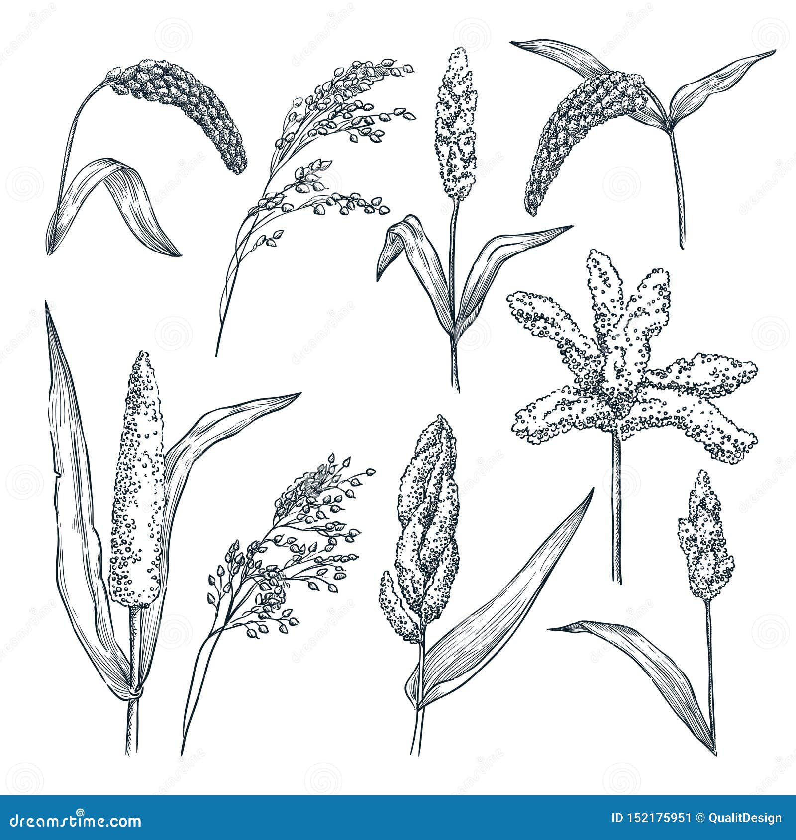 Different Type Of Millet Cereal Spikelets Vector Hand Drawn