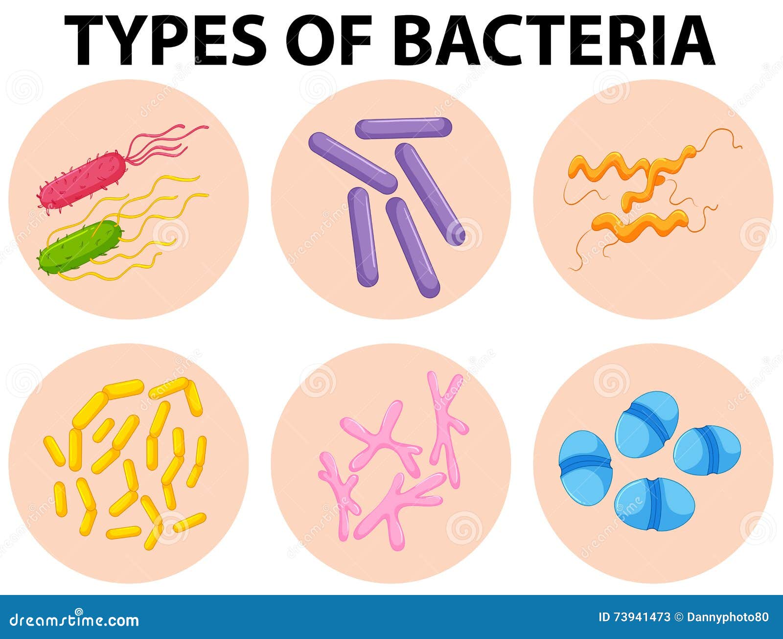 Types Of Bacteria. Basic Morphological Cartoon Vector | CartoonDealer