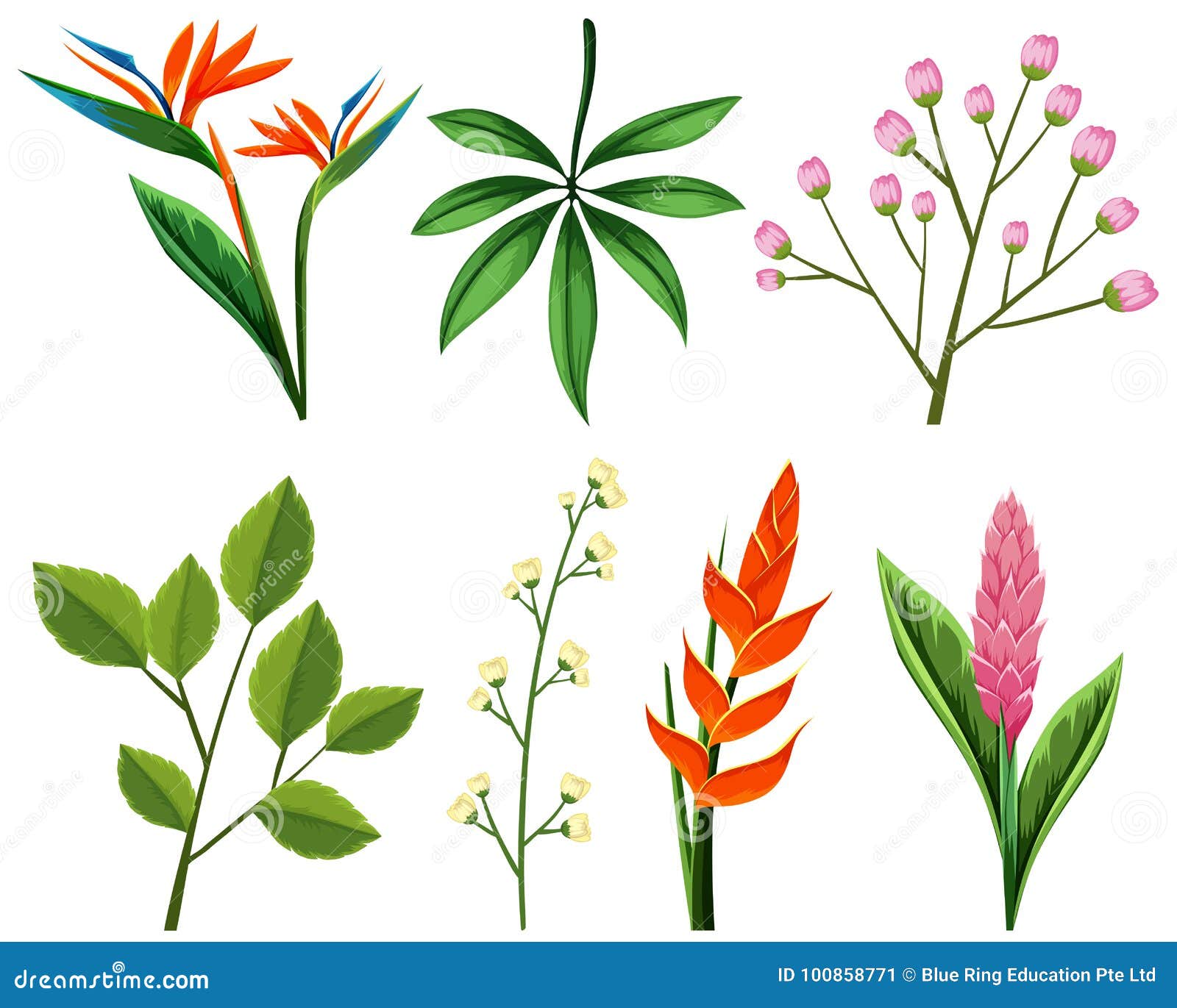 Different Types of Flowers and Leaves Stock Vector - Illustration ...