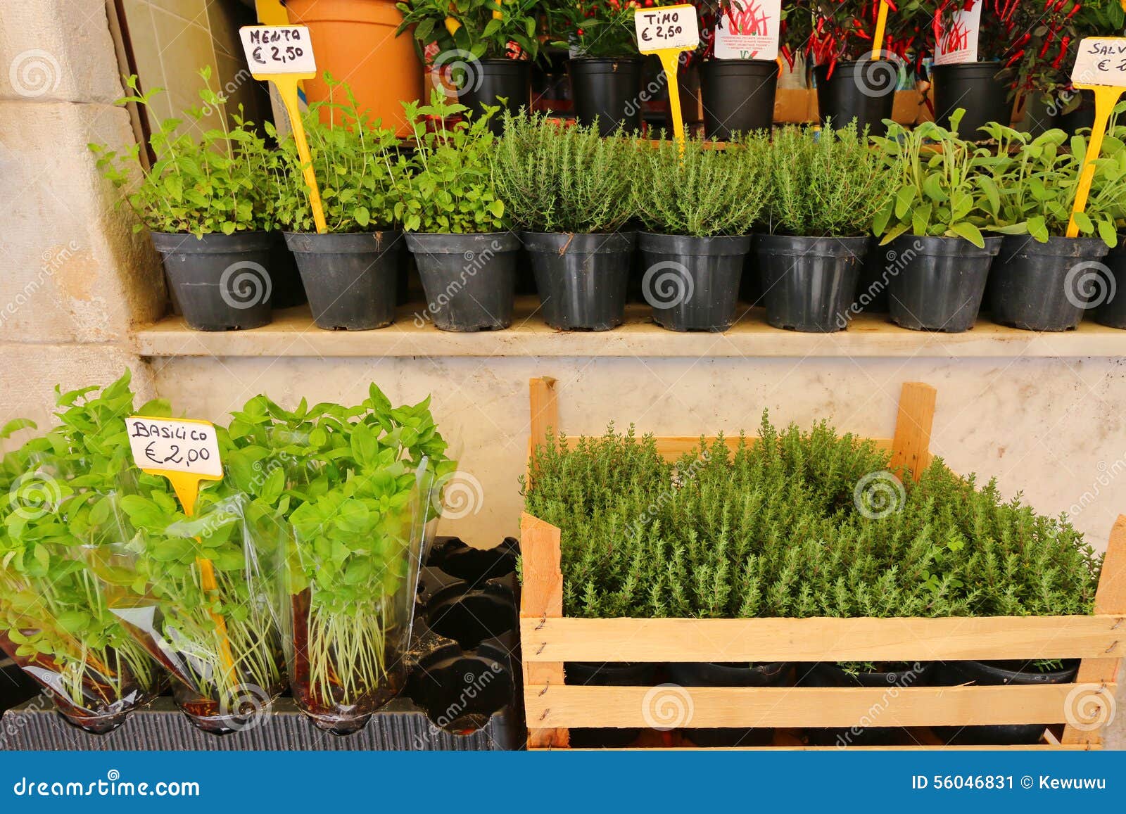 different types of fresh herbs in pots for sale