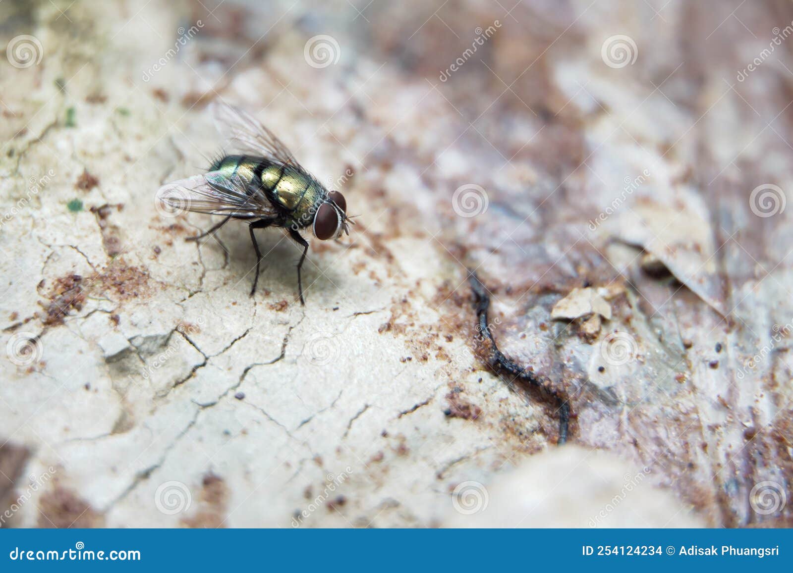 Different Types of Insects that is Active after the Rain. Stock Photo