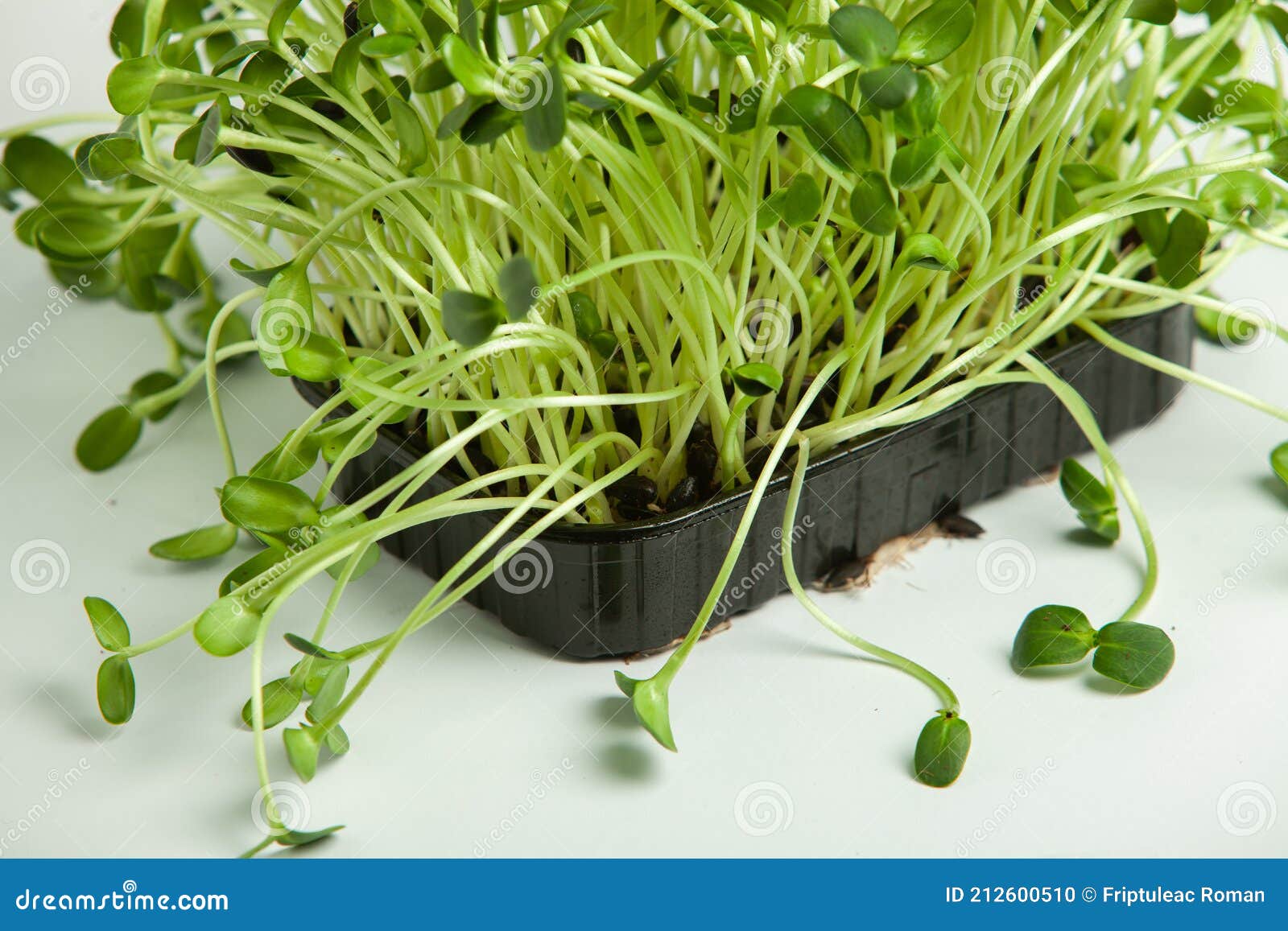 Different Types of Micro Green Dill Sprouts. Growing Seed Germination