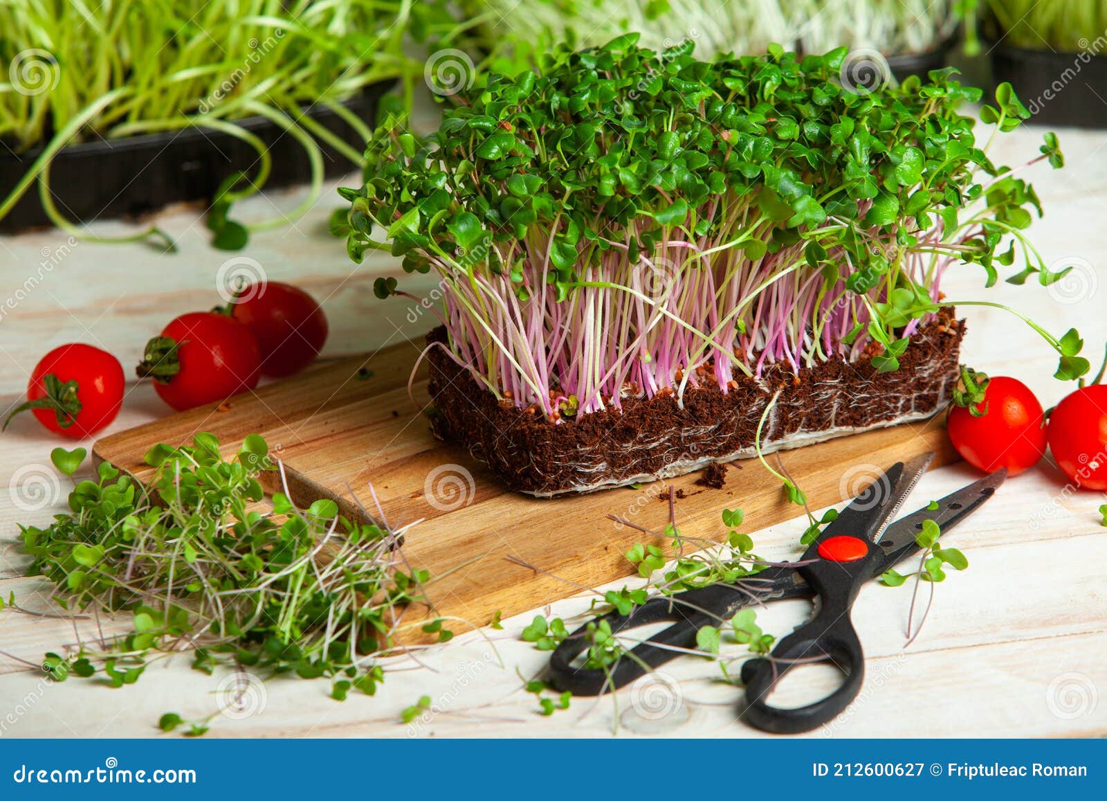 Different Types of Micro Green Dill Sprouts. Growing Seed Germination
