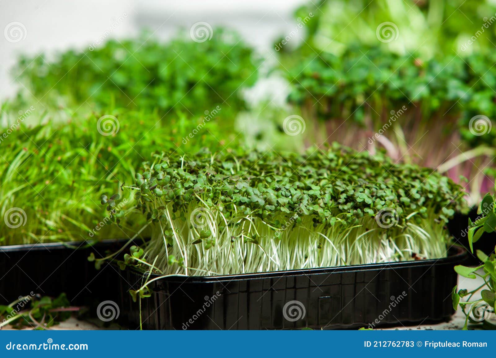 Different Types of Micro Green Dill Sprouts. Growing Seed Germination