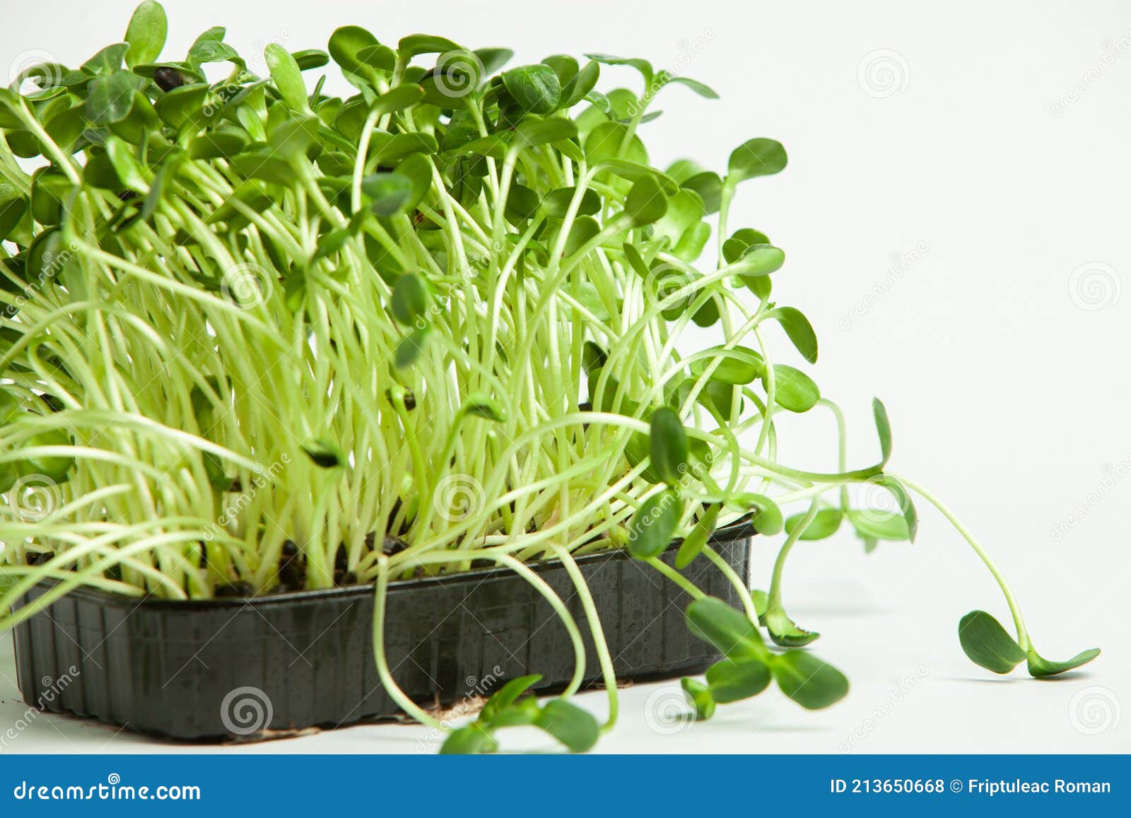 Different Types of Micro Green Dill Sprouts. Growing Seed Germination