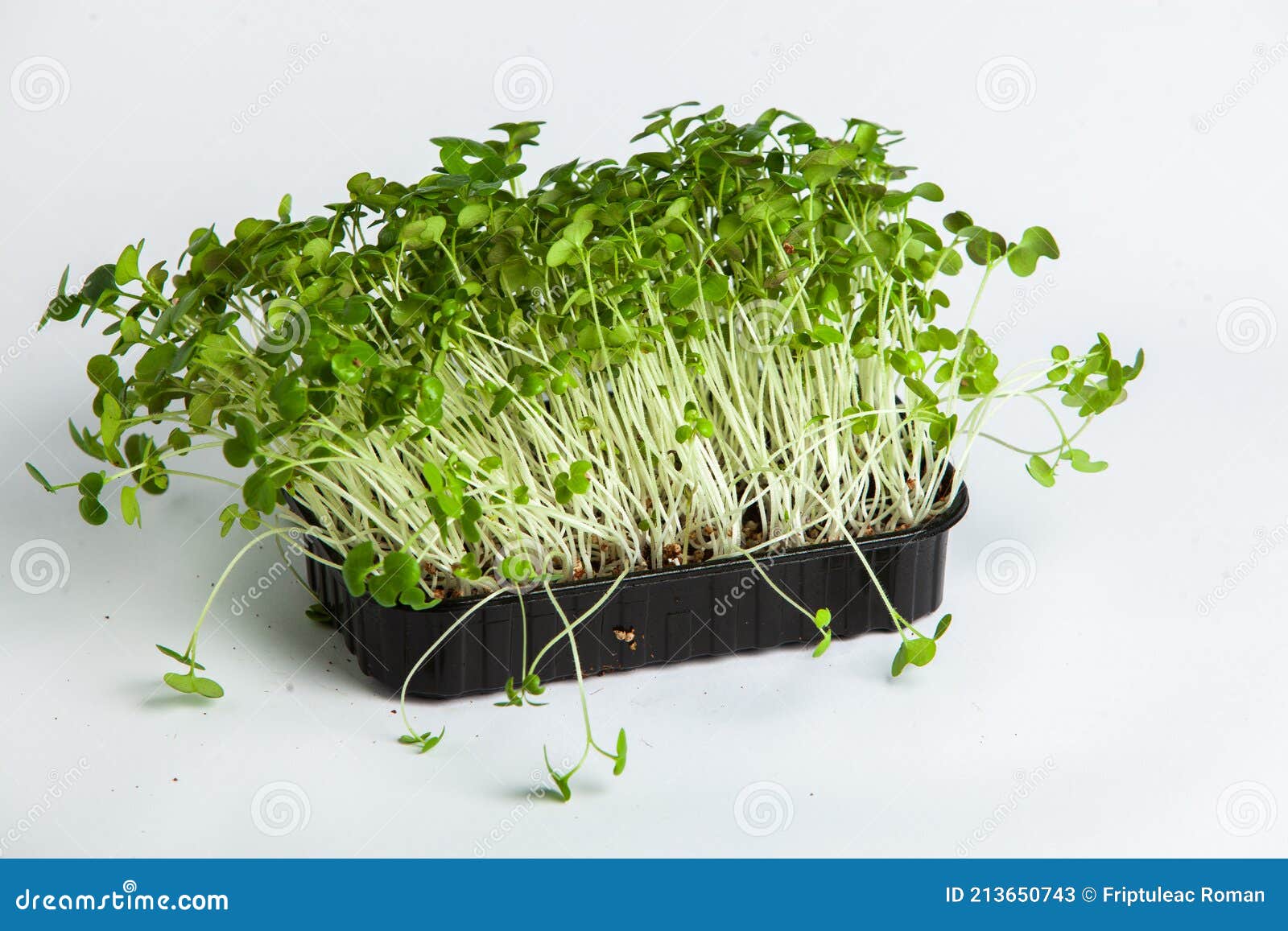 Different Types of Micro Green Dill Sprouts. Growing Seed Germination