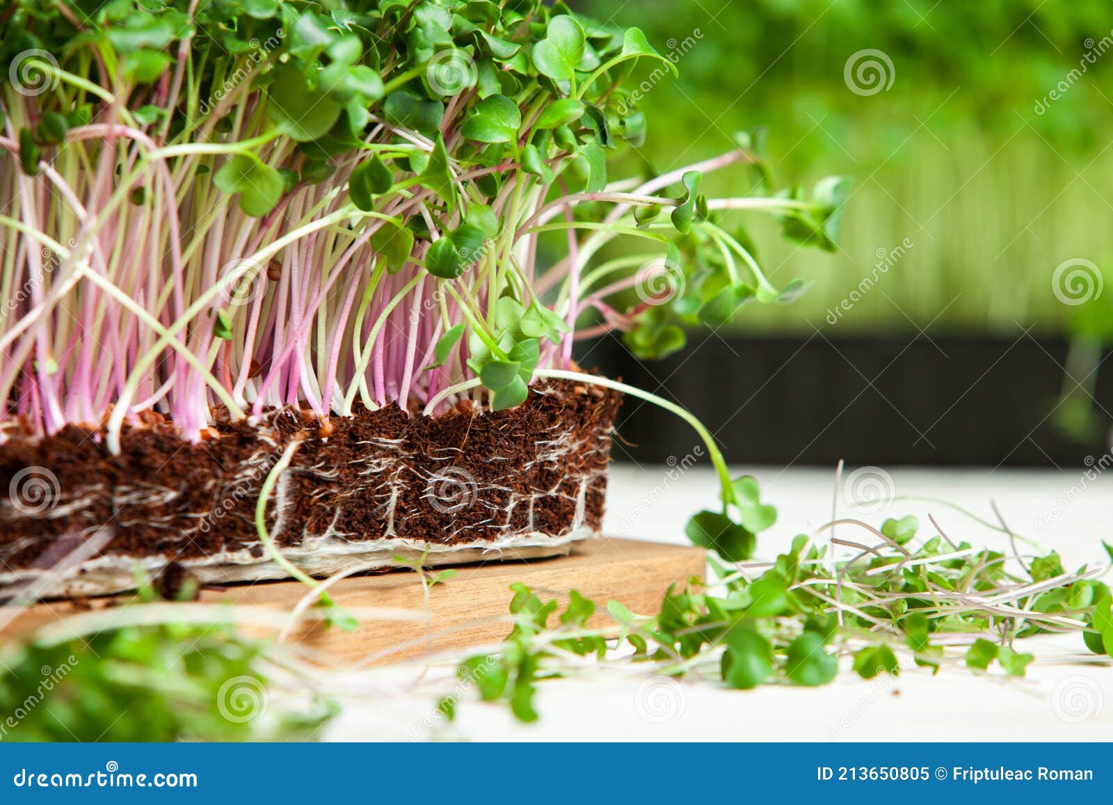 Different Types of Micro Green Dill Sprouts. Growing Seed Germination