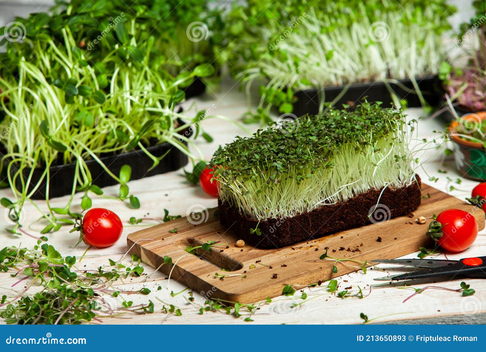 Different Types of Micro Green Dill Sprouts. Growing Seed Germination