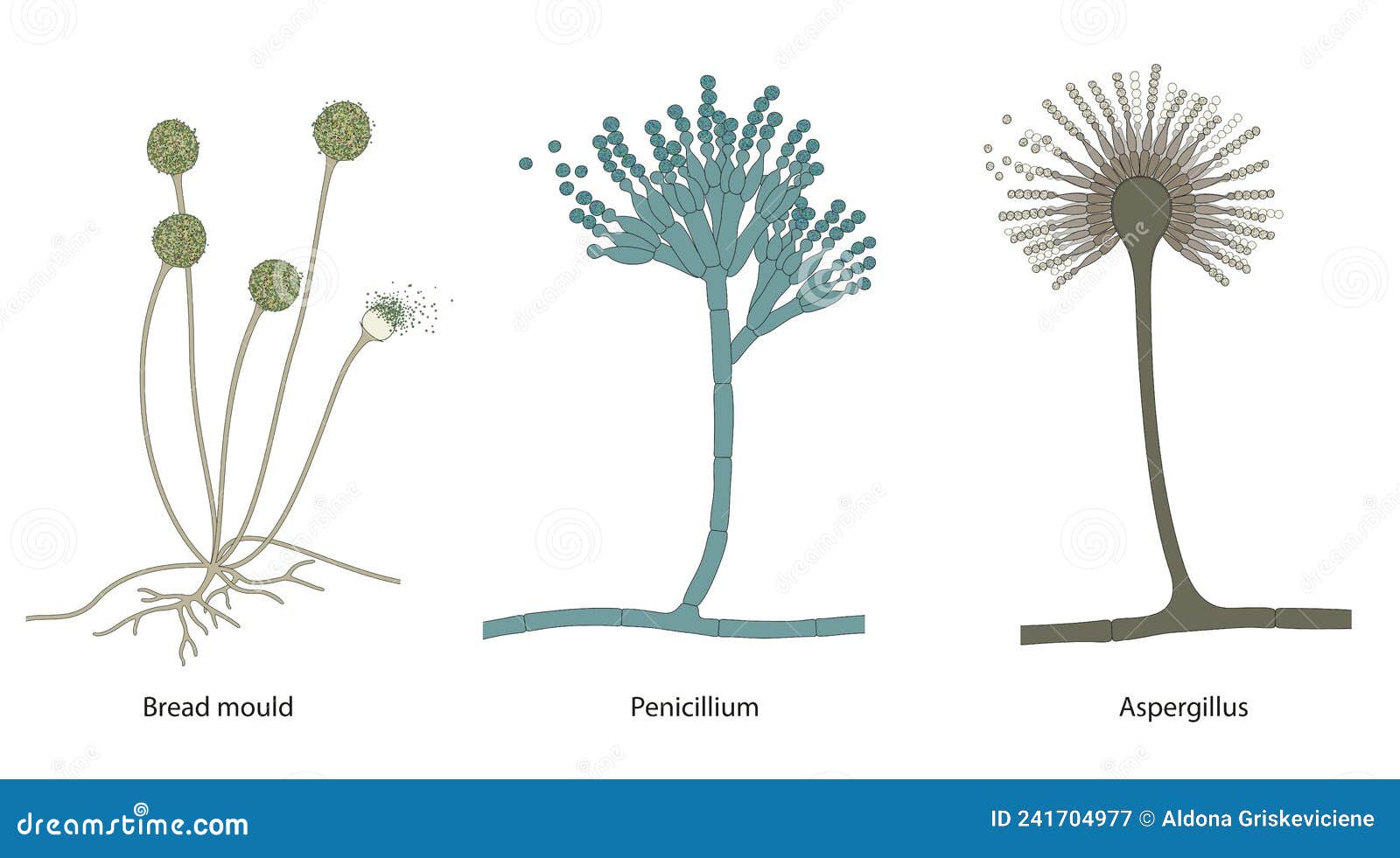 https://thumbs.dreamstime.com/z/different-types-mold-bread-mould-penicillium-aspergillus-mold-mould-fungus-grows-form-241704977.jpg