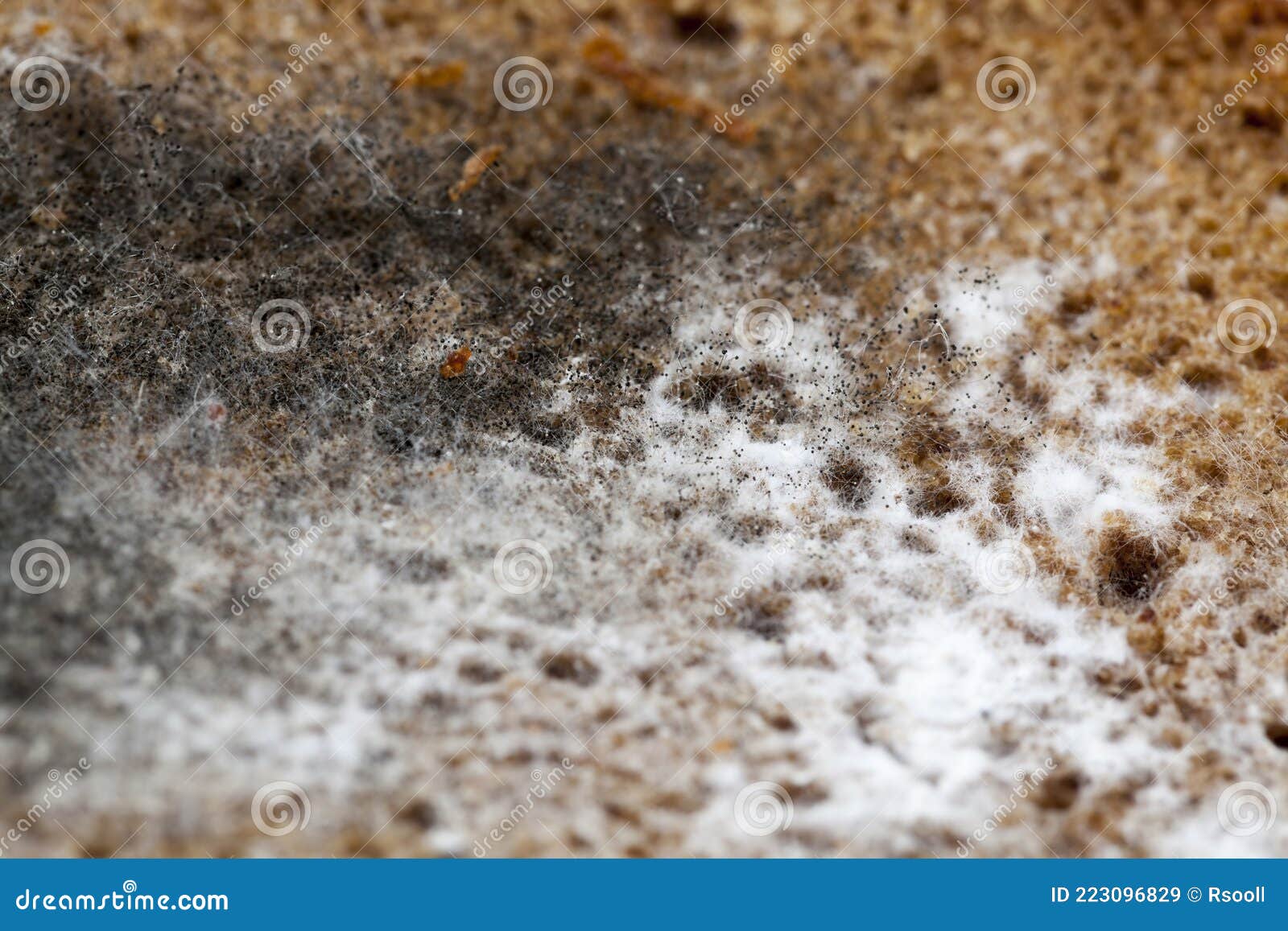 Different Types of Mold and Mildew Growing on the Surface Stock Image