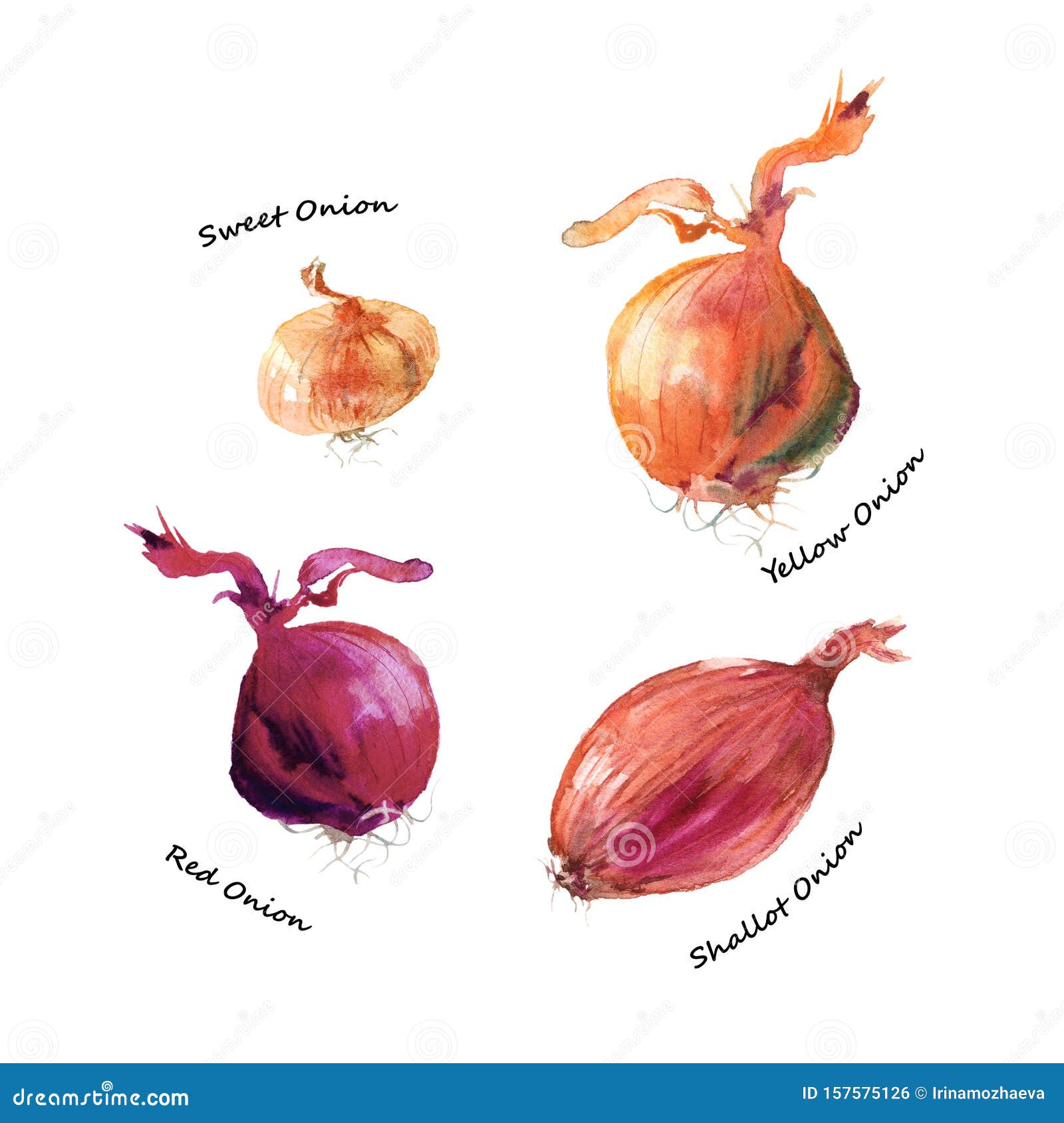 Shallot What Are