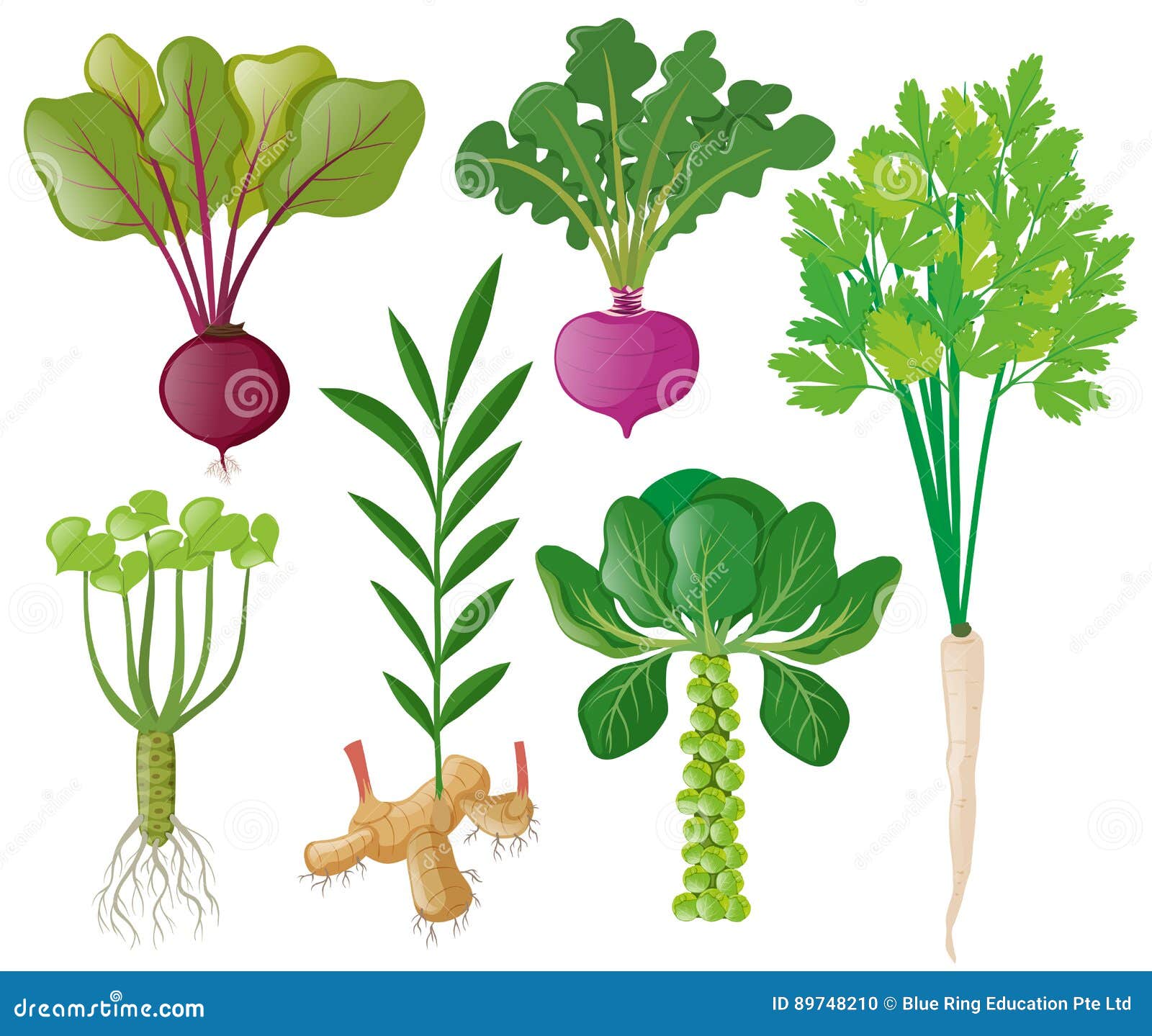 root vegetables clipart - photo #26