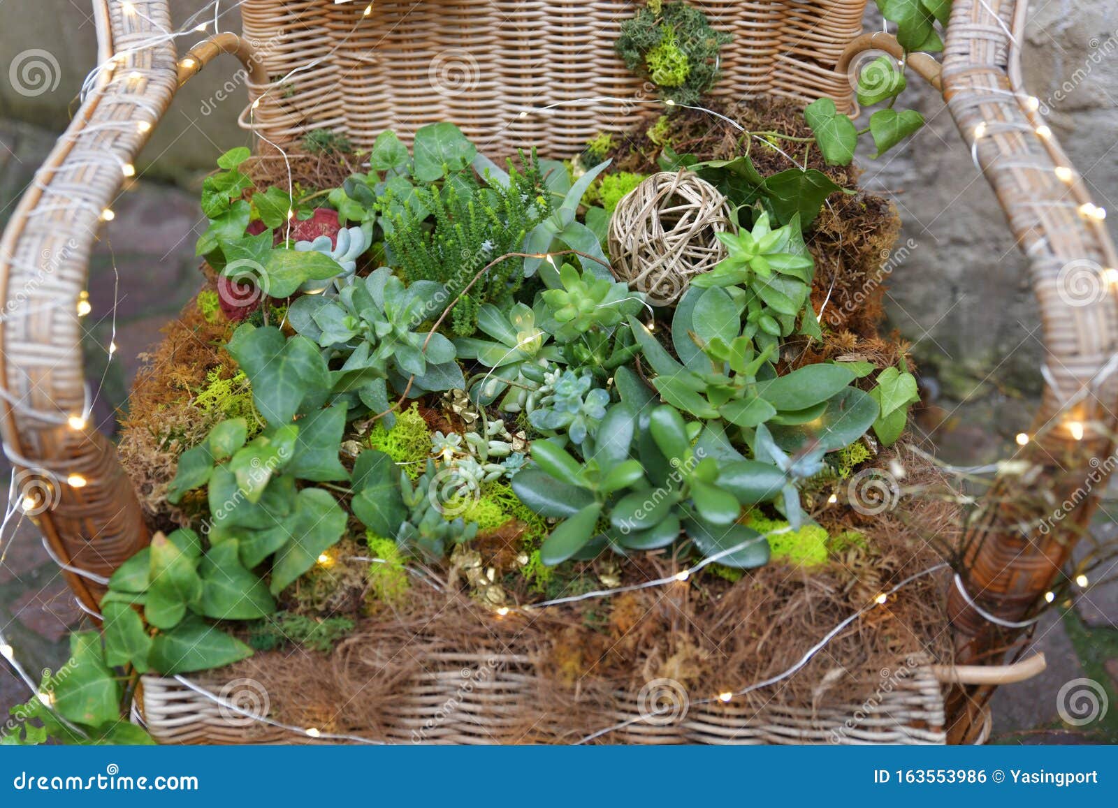 Different Types of Succulents on a Wicker Chair Stock Photo - Image of