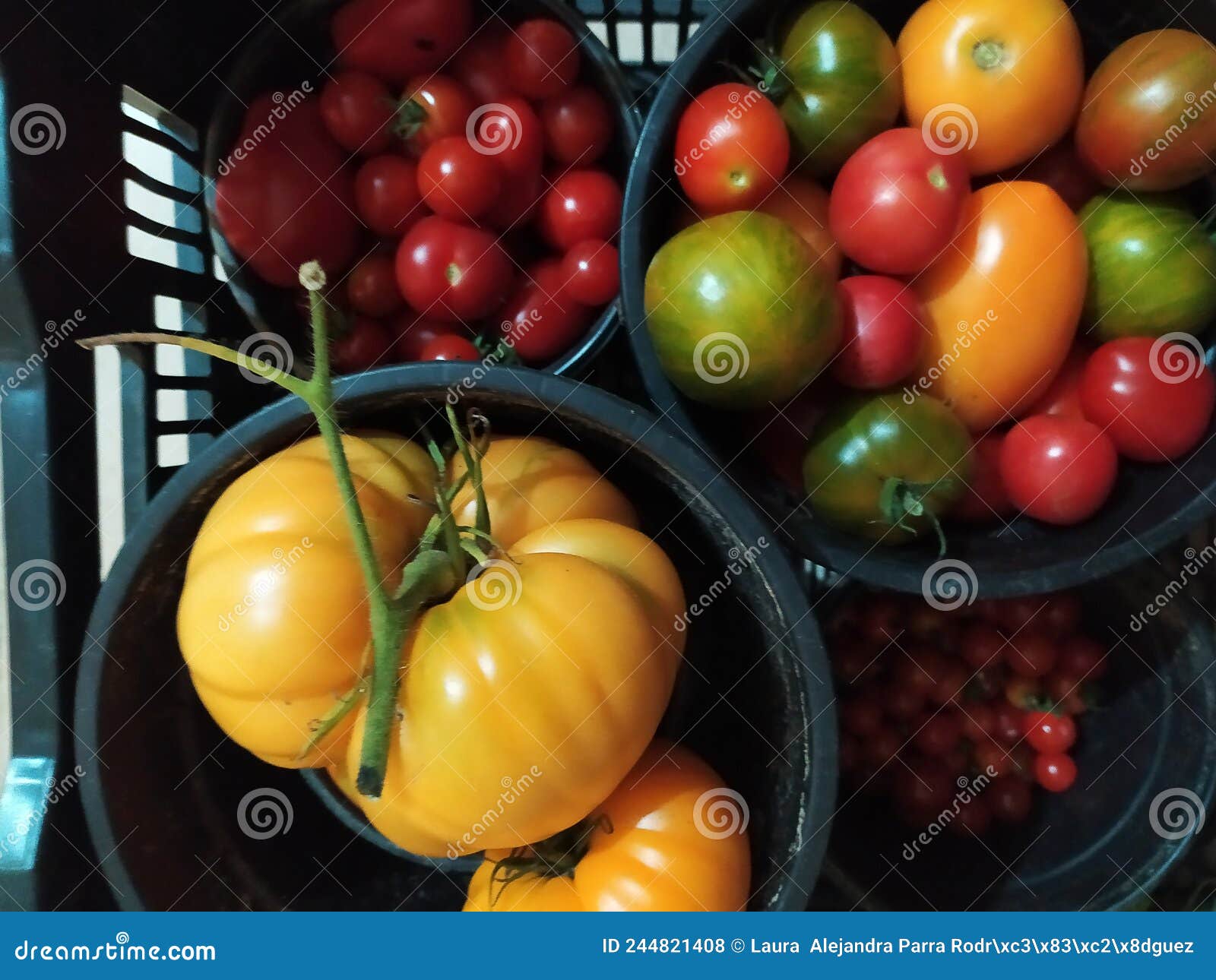 different types of tomatoes in a plastic basket. diferentes tipos de tomates en una cesta de plÃÂ¡stico
