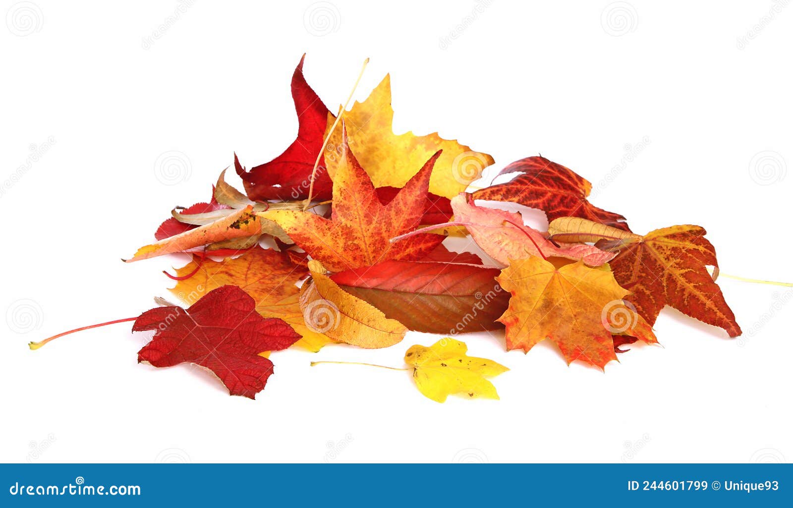 different varieties of dead tree leaves in autumn