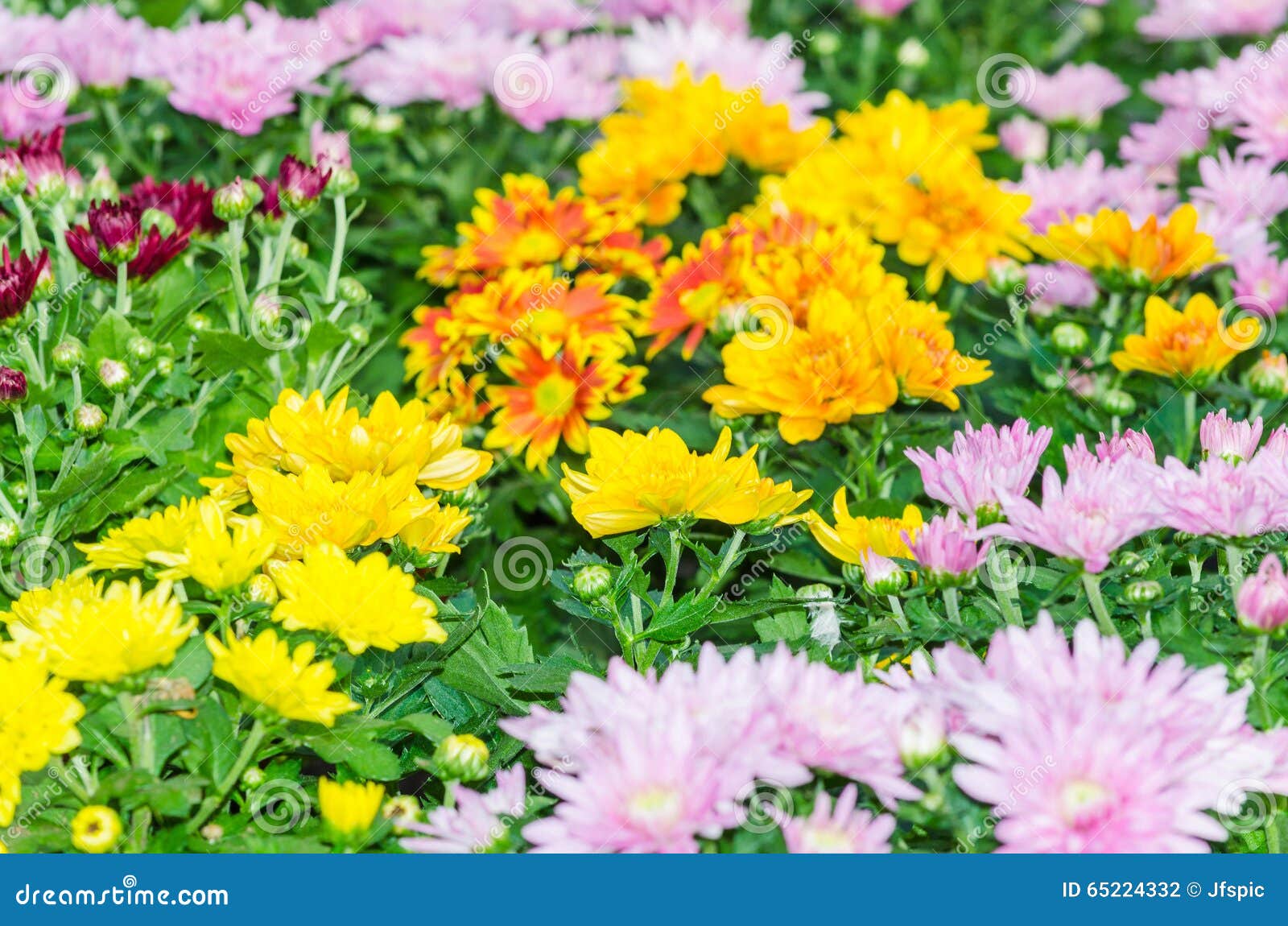 Different varieties flower stock photo. Image of bouquet 65224332