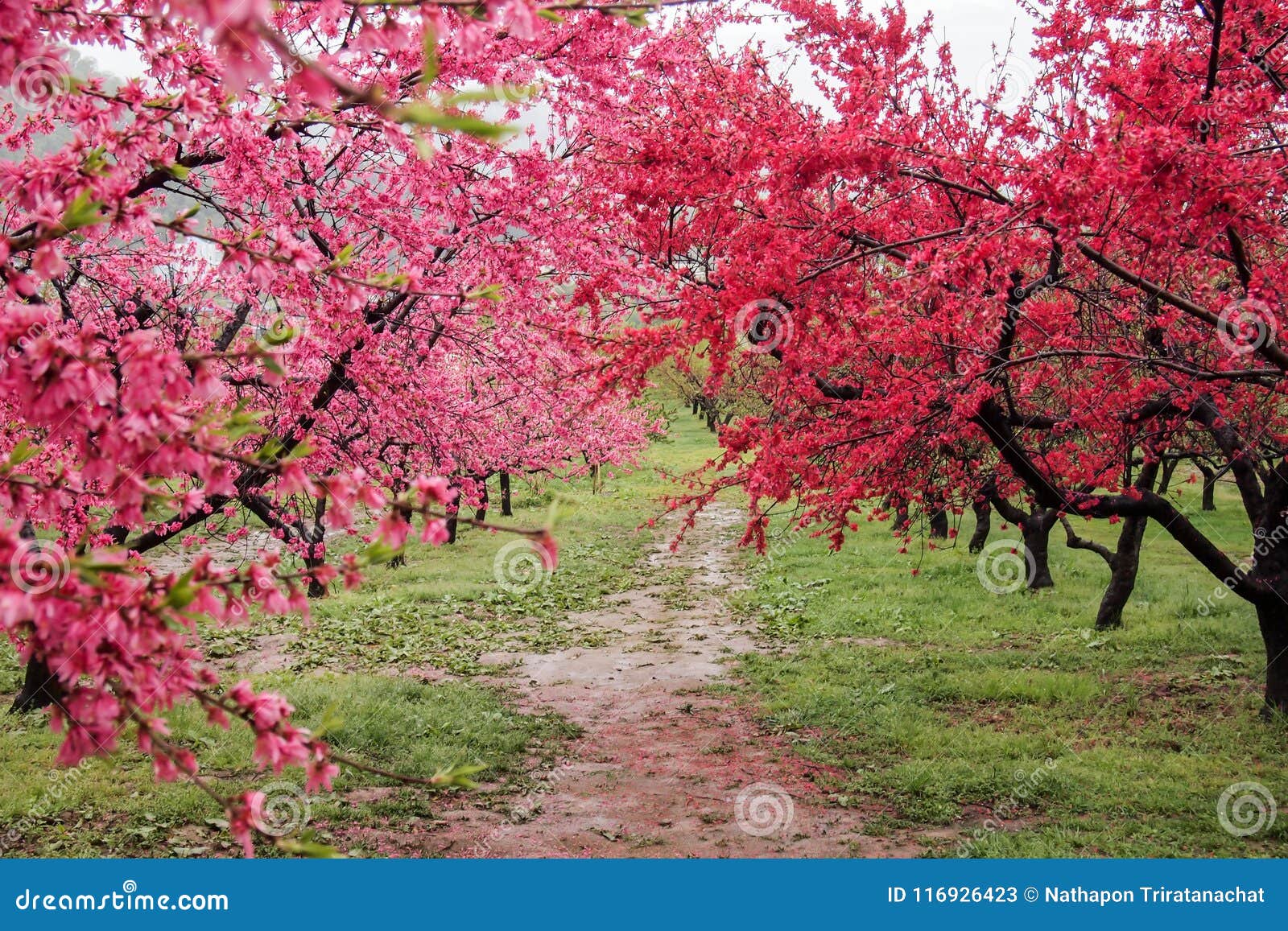 beautiful flowering peach trees at hanamomo no sato,iizaka onsen,fukushima,japan