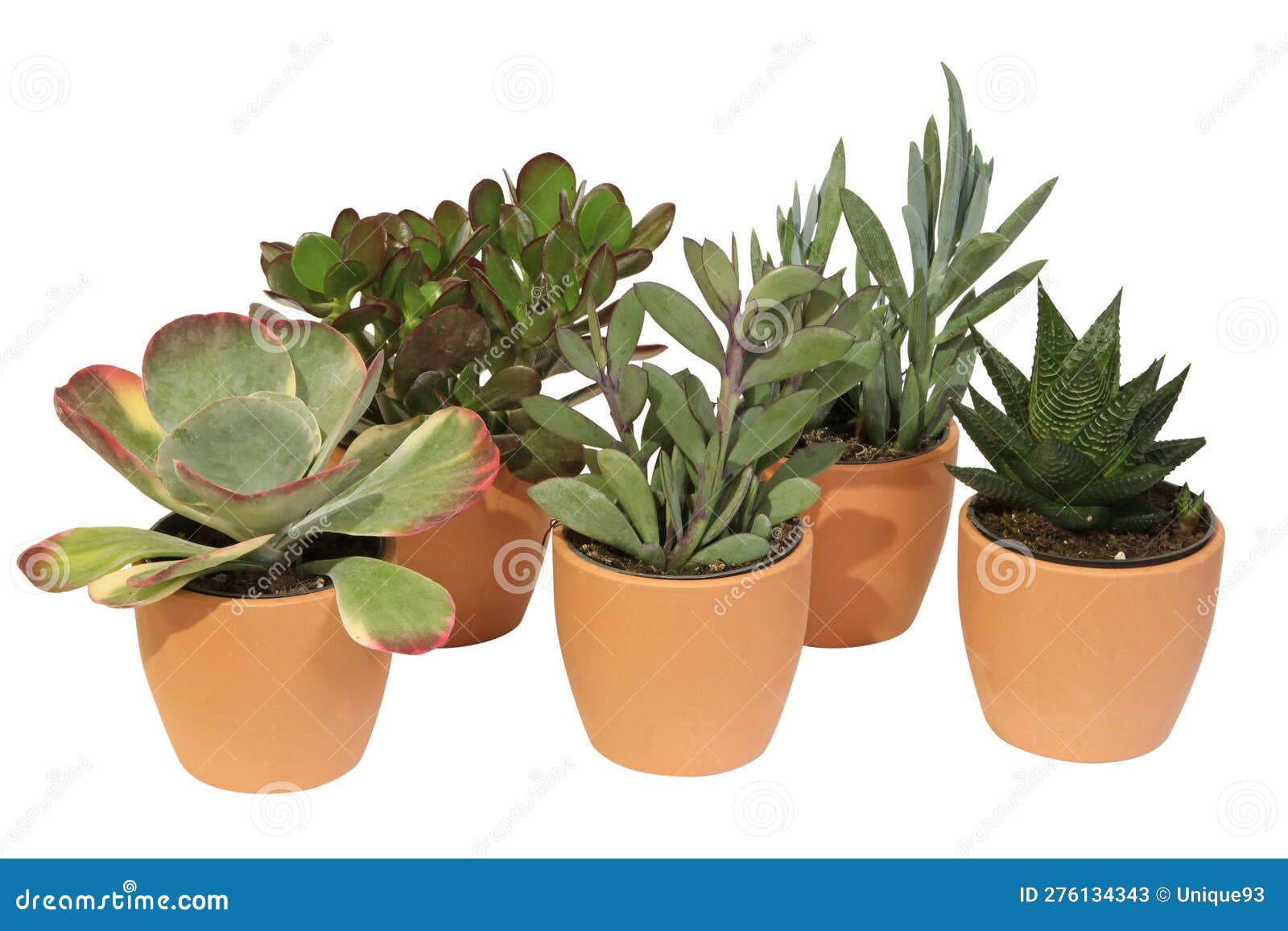 Different Varieties of Mini Succulent Plants in Pot Stock Image Image of houseplant, tree