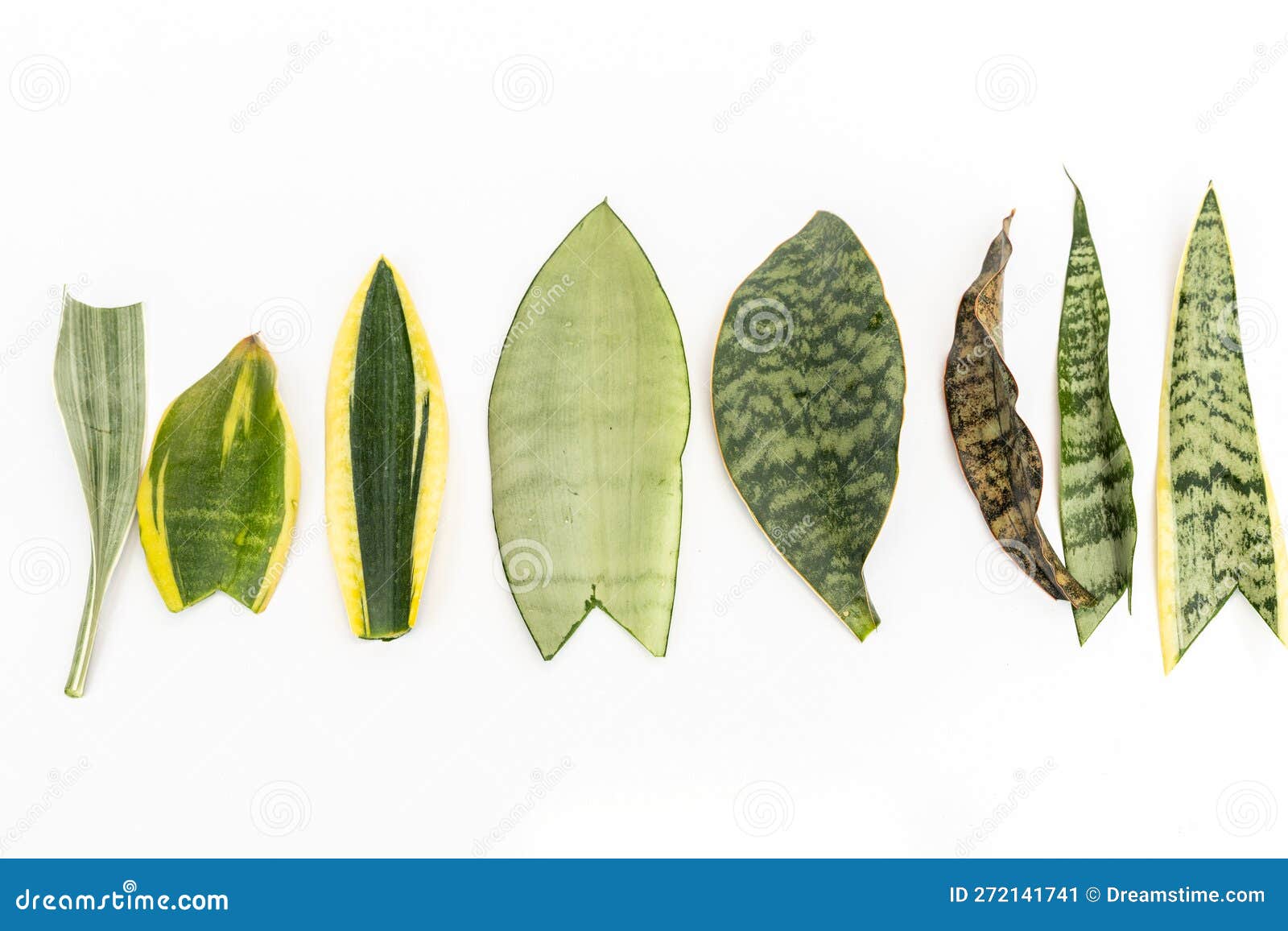 Different Varieties of Snake Plant Leaves on White Background High