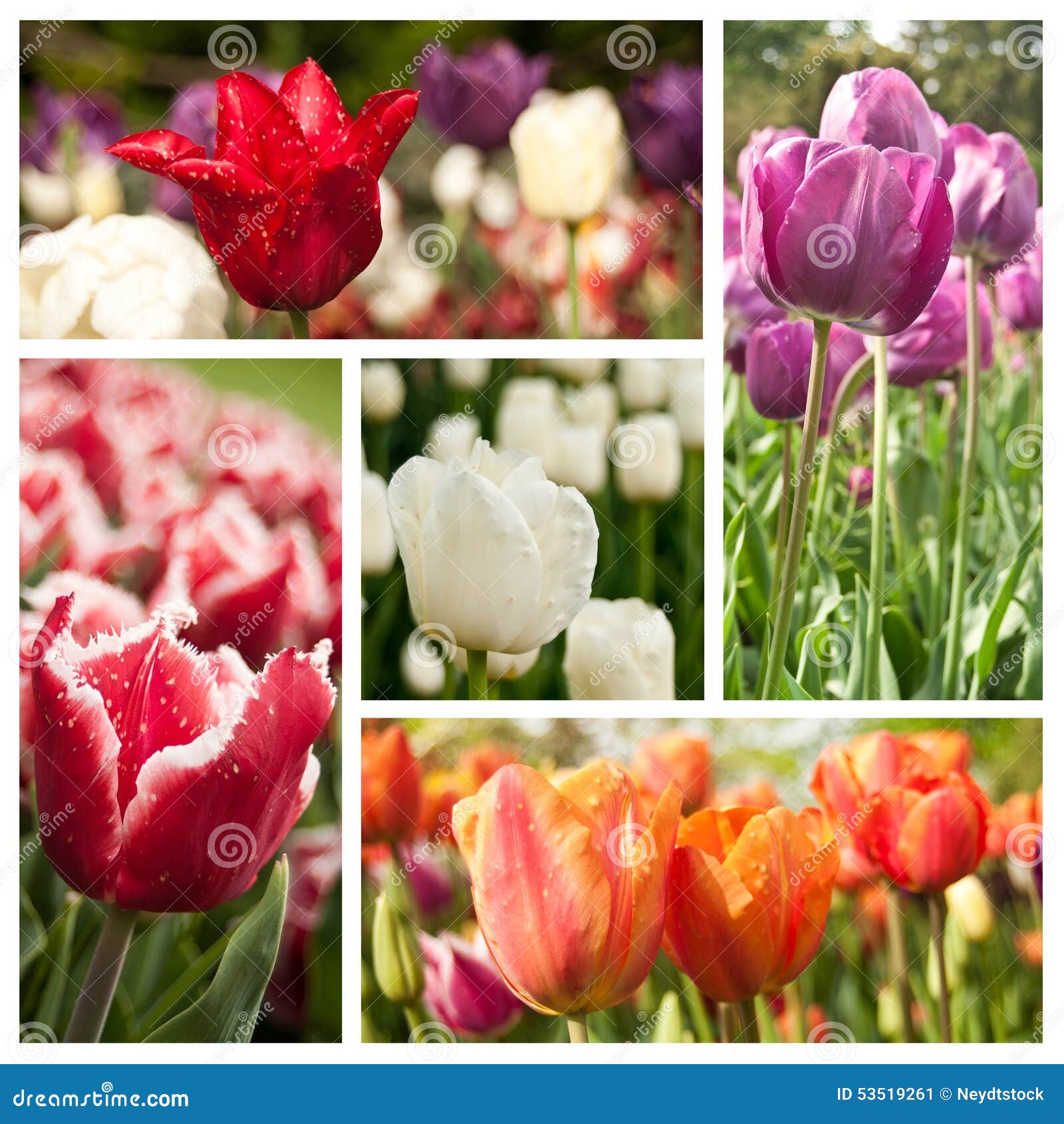 different vieuw of tulipes