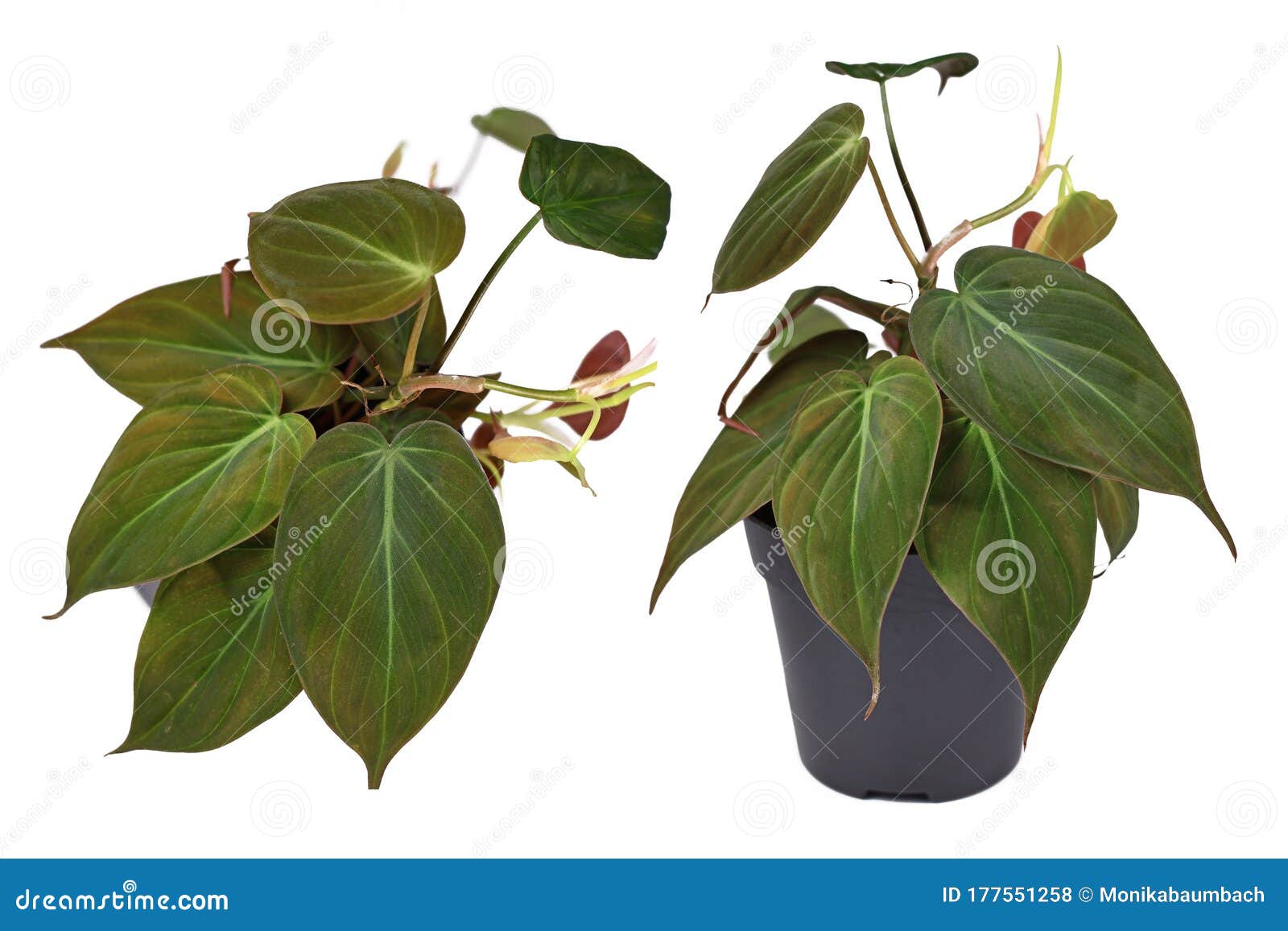 different views of `philodendron hederaceum micans` house plant with heart d leaves with velvet texture on white background