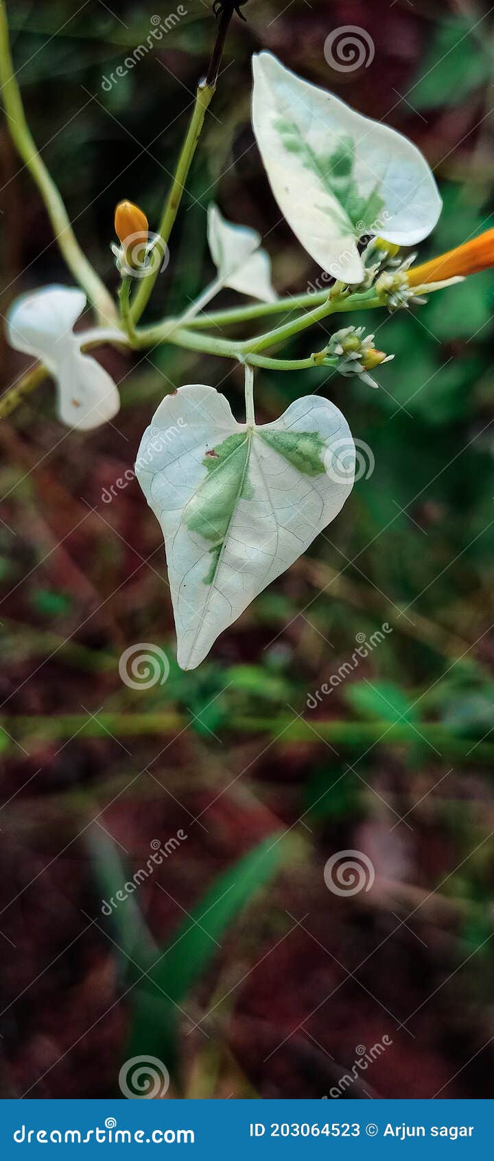Different White Flower Leaf Stock Image Image of green, leaf 203064523