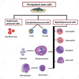 Differentiation Of Blood Cells Royalty Free Stock Image CartoonDealer 34138126 Differentiation Of Blood Cells Royalty Free Stock Image CartoonDealer 34138126
