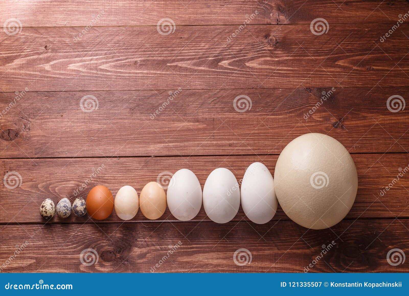 Differet Size Eggs from Different Birds Stock Image - Image of goose,  duckegg: 121335507