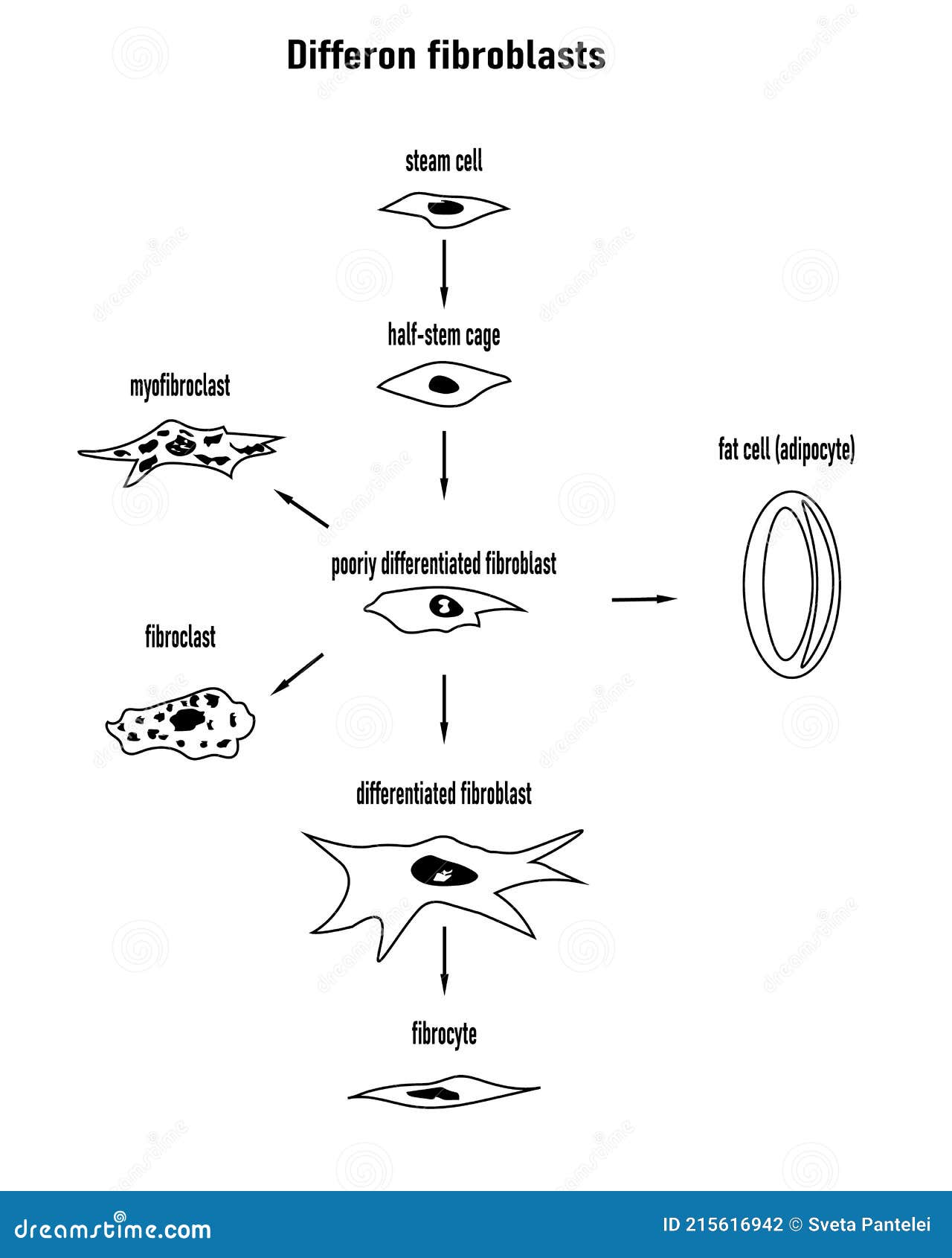 differon fibroblasts scheme, formation of the extracellular matrix