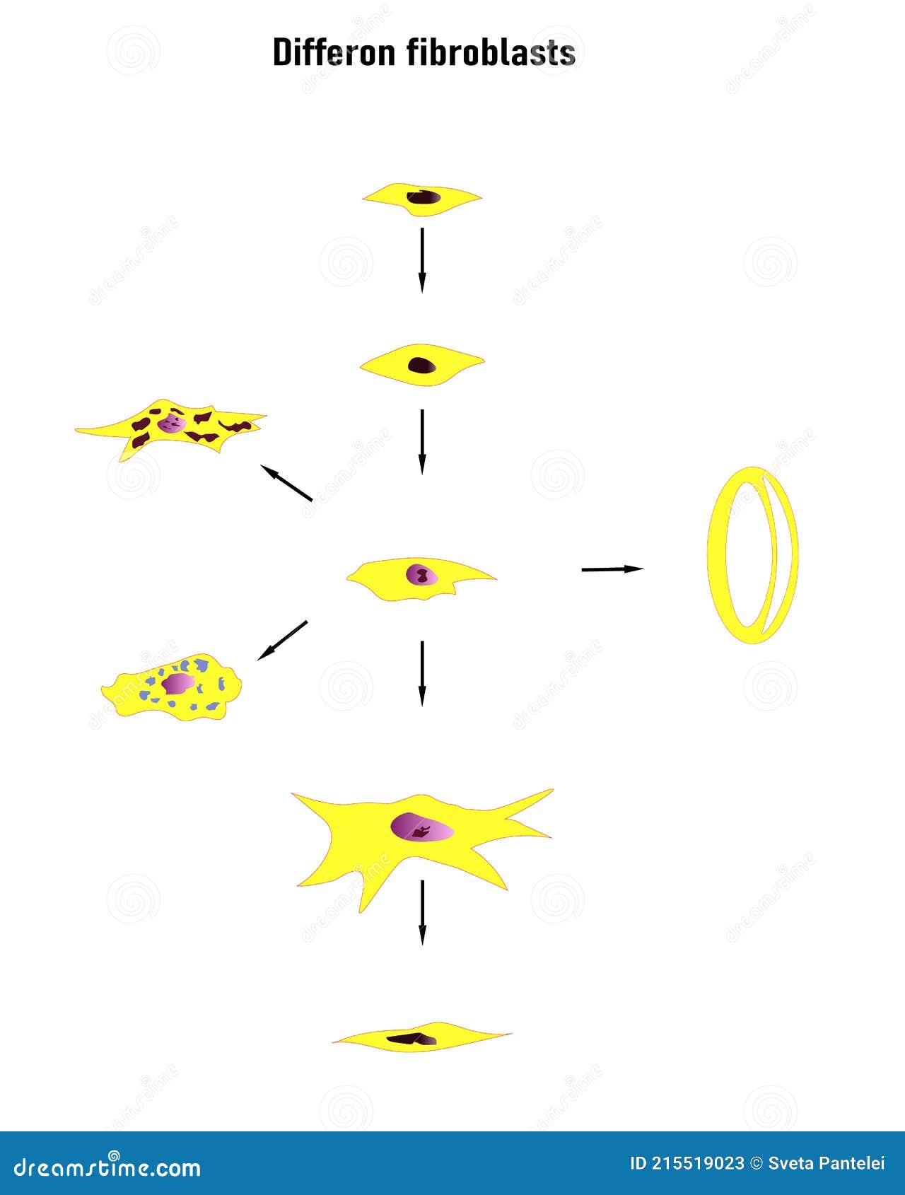 differon fibroblasts scheme, formation of the extracellular matrix mainly fibroblasts