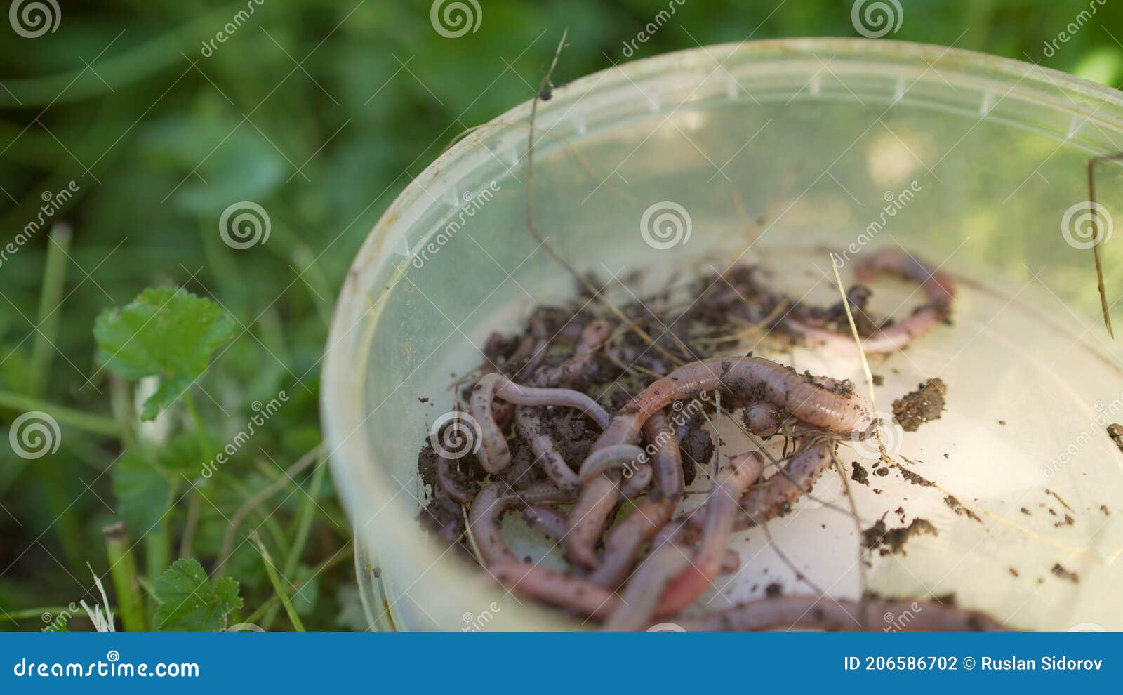 Earthworms in a Jar. Red Worms in a Box in the Manure, Against a Background  of Green Grass. Fishing Worms, Top View Stock Photo - Image of biological,  disgust: 206586702