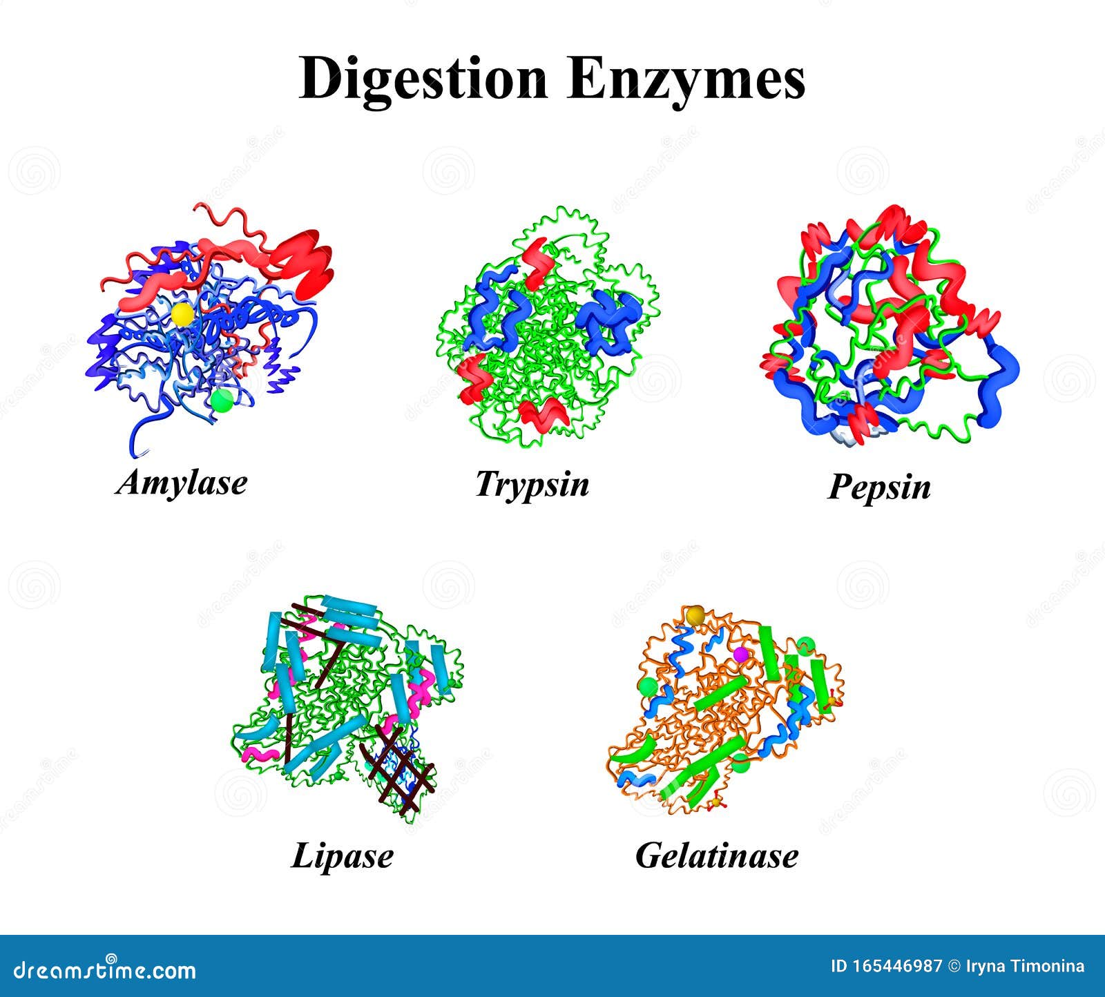 digestion enzymes set. chemical molecular formula. amylase, trypsin, gelatinase, pepsin, lipase. infographics. 