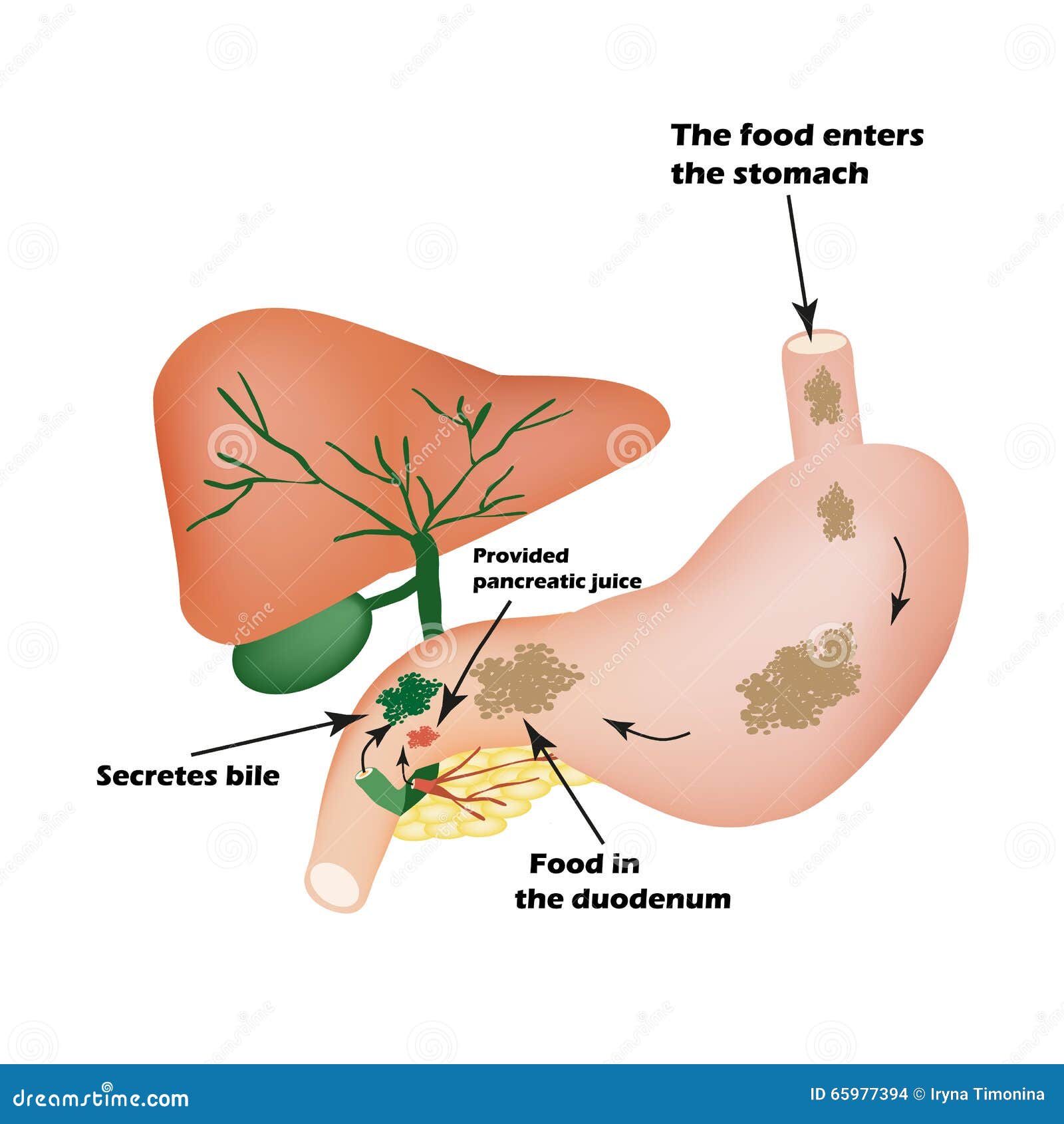 digestive organs. digestive apparatus. bile to digest food. isolation of pancreatic juice for pirevarivaniya food.